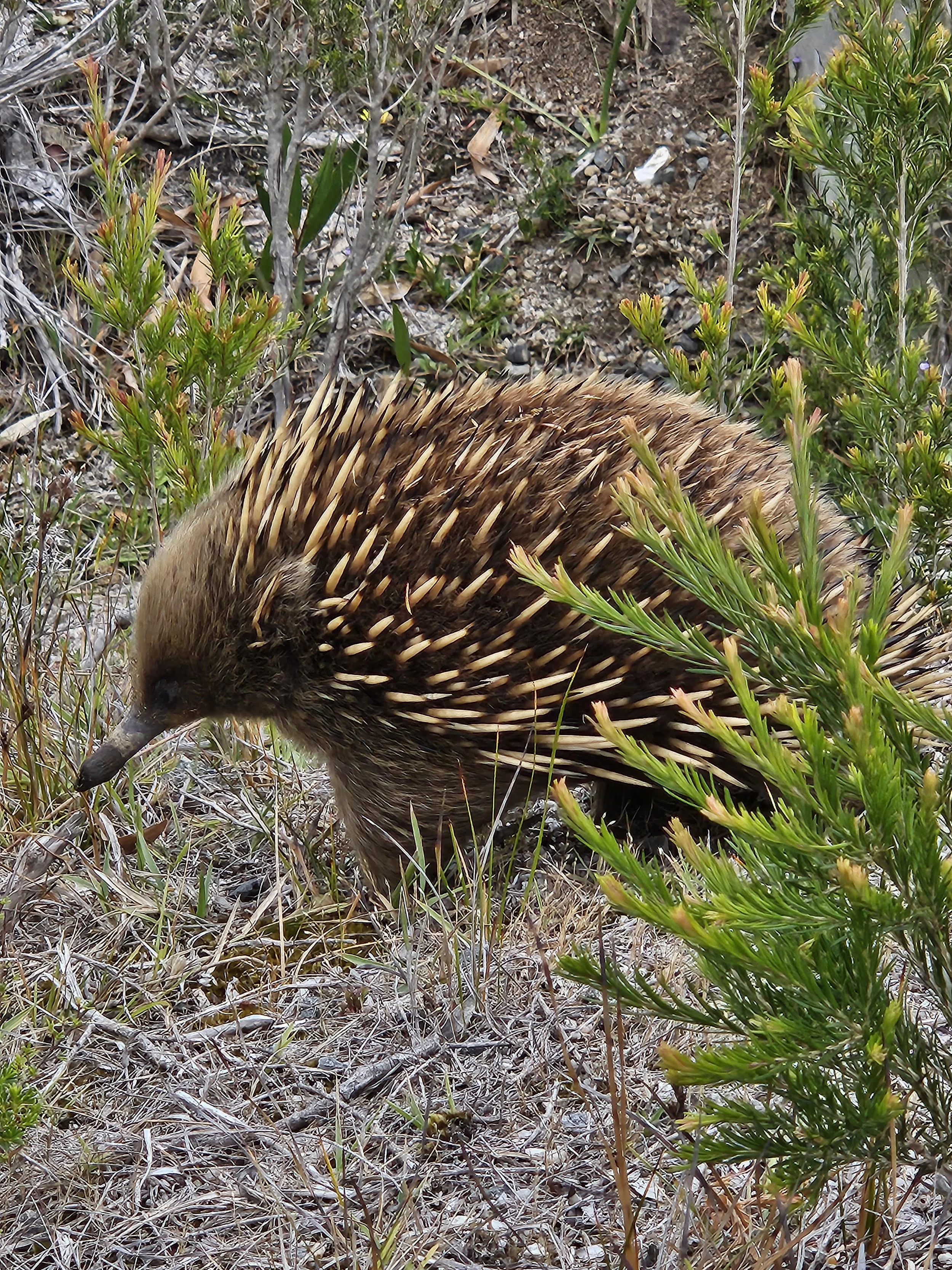 echidna.jpg
