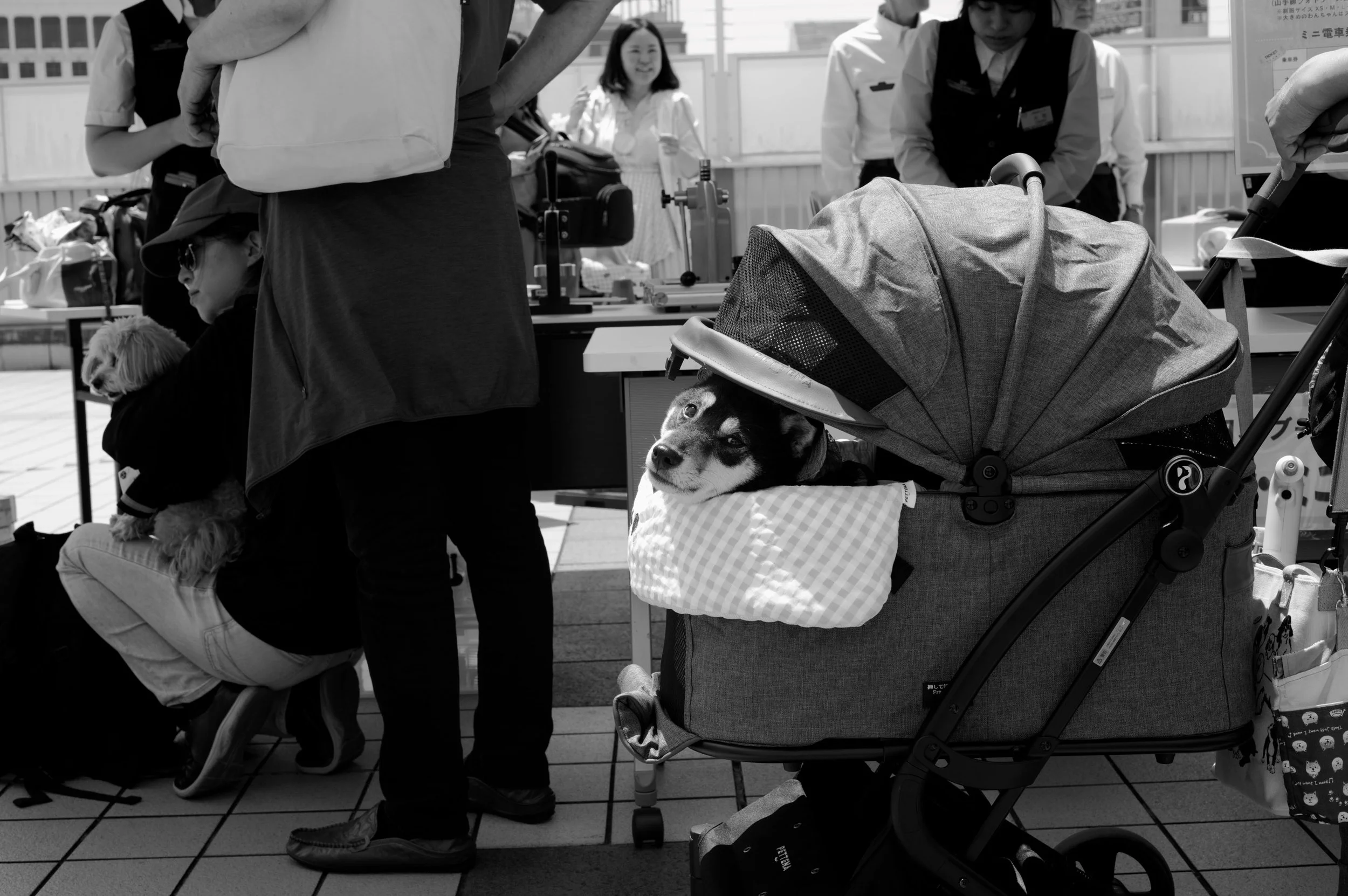 "Dog day afternoon" #5, Ueno Park, Tokyo 2026