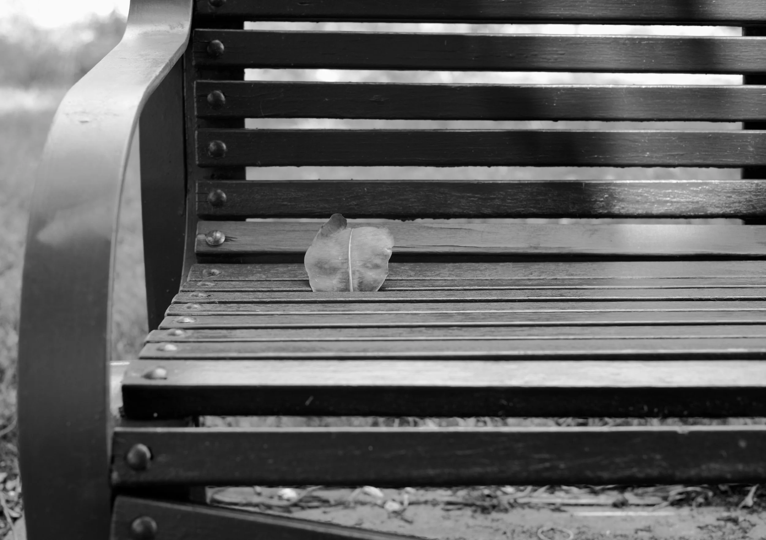 Fawkner Gardens, Melbourne 2025