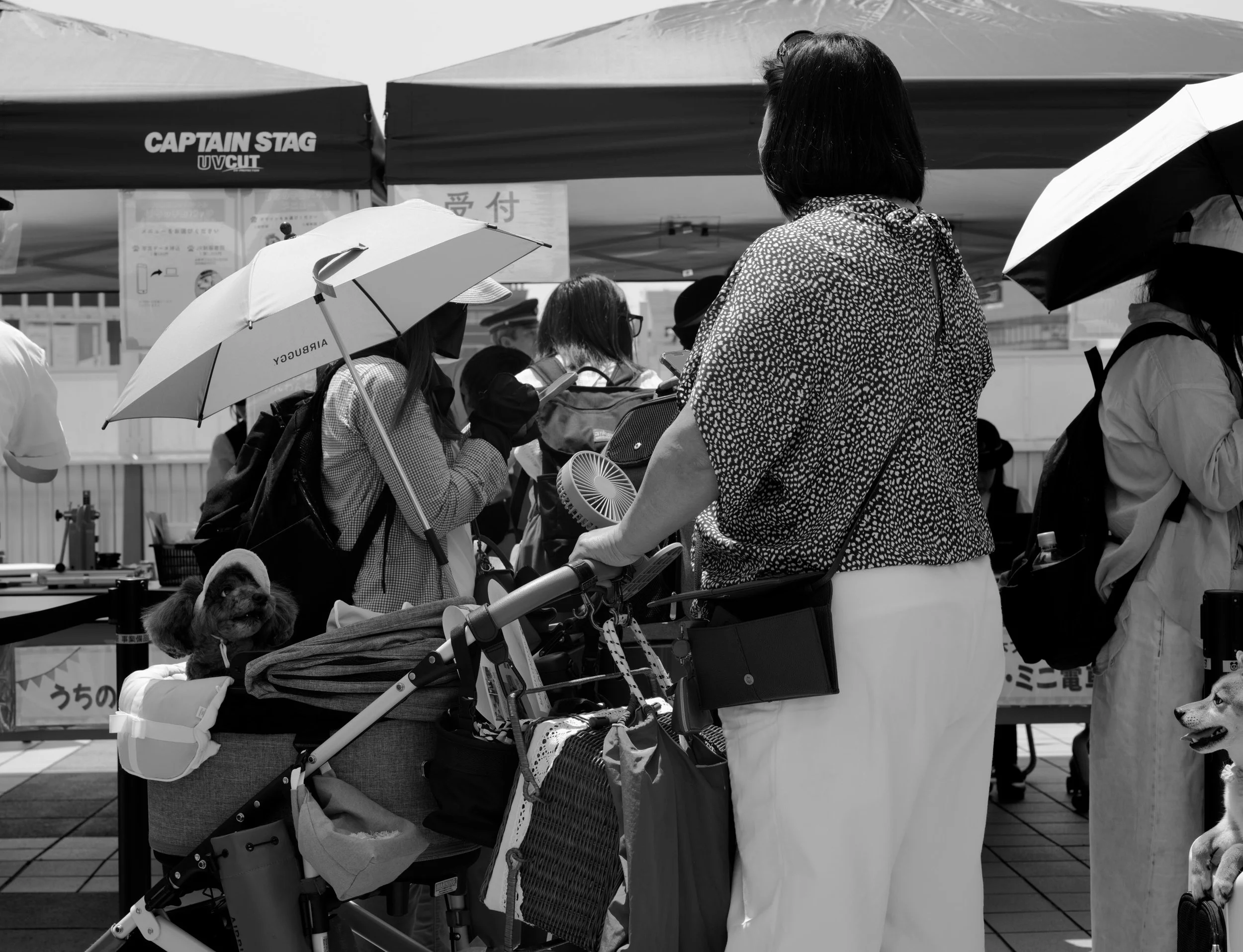 "Dog day afternoon" #7, Ueno Park, Tokyo 2026