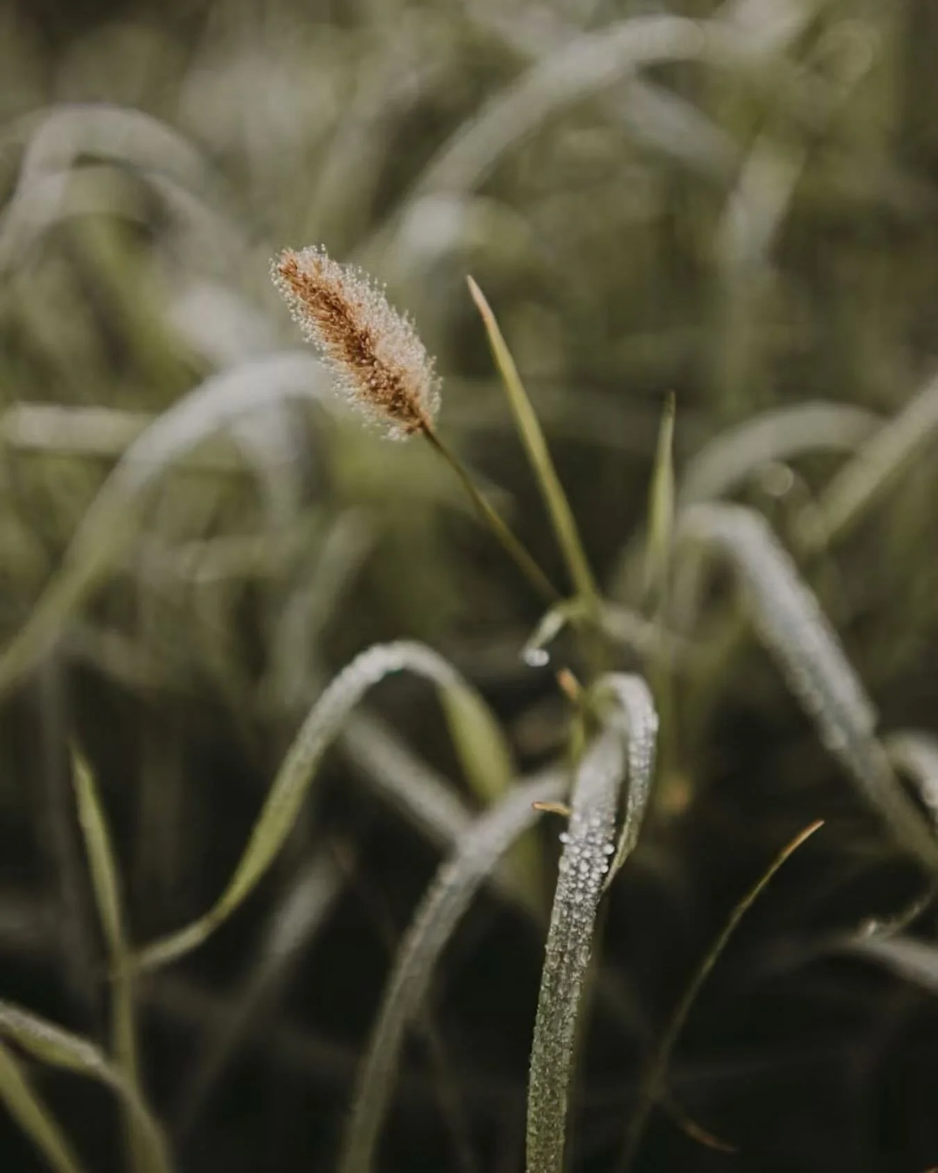 A moment to pause and breathe 🍃

#breathe
#pauseforclarity
#balance
#wellbeing
#energyhealing
#reikihealing
#safespace
#consciousness
#mindfulness
#groundyourself
#zymmie