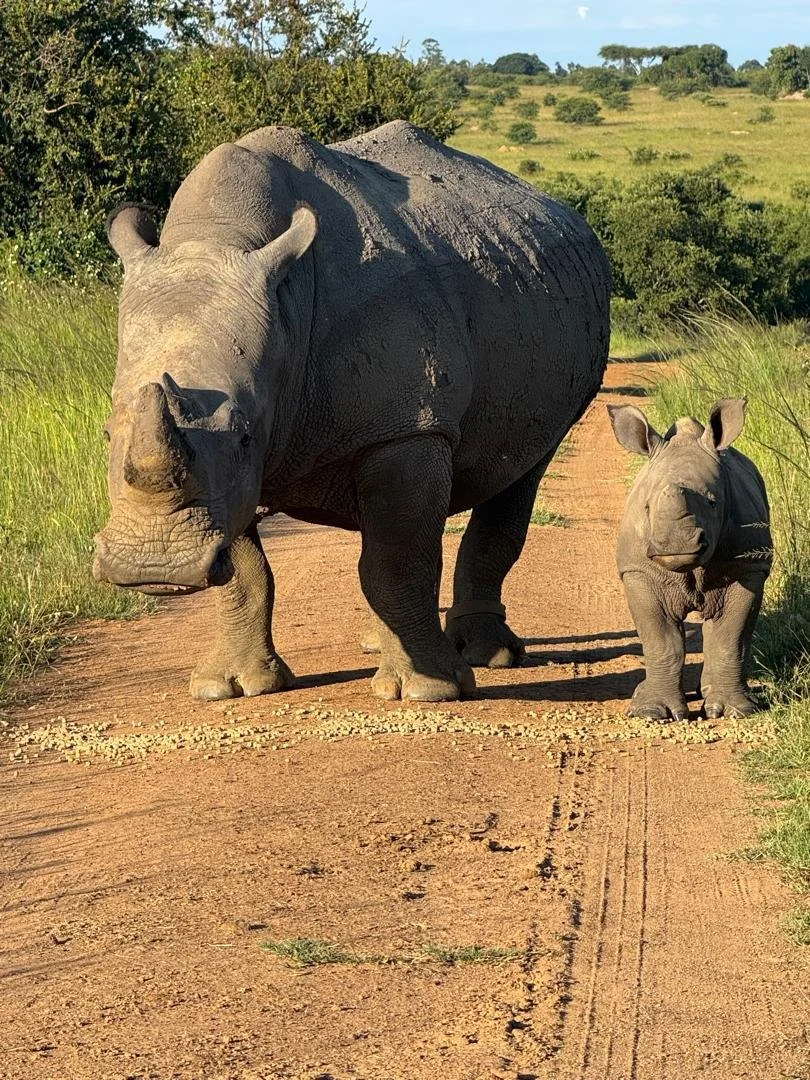 Rhino and calf at Imire Wildlife Conservation in Zimbabwe