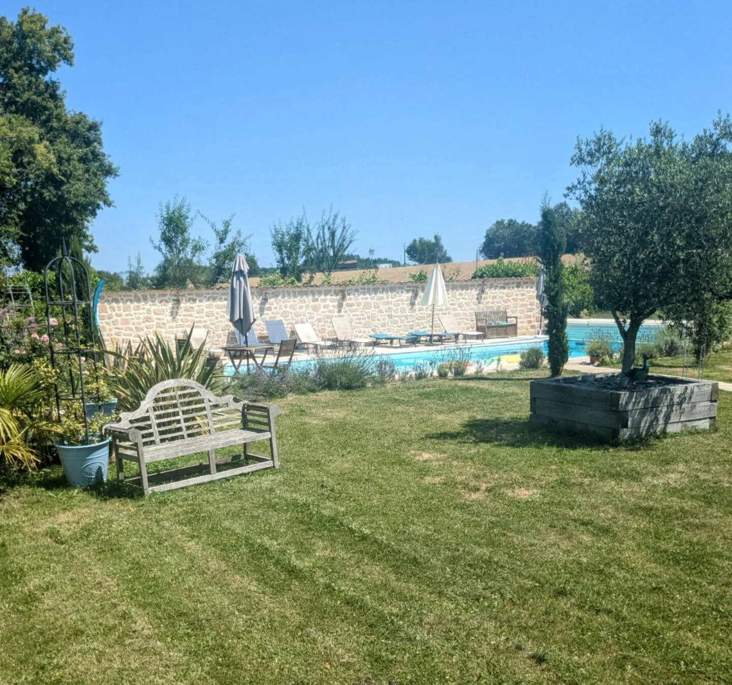 A backyard with a grassy lawn, wooden bench, potted plants, trees, swimming pool with lounge chairs and umbrellas, and a stone wall in the background under a clear blue sky.