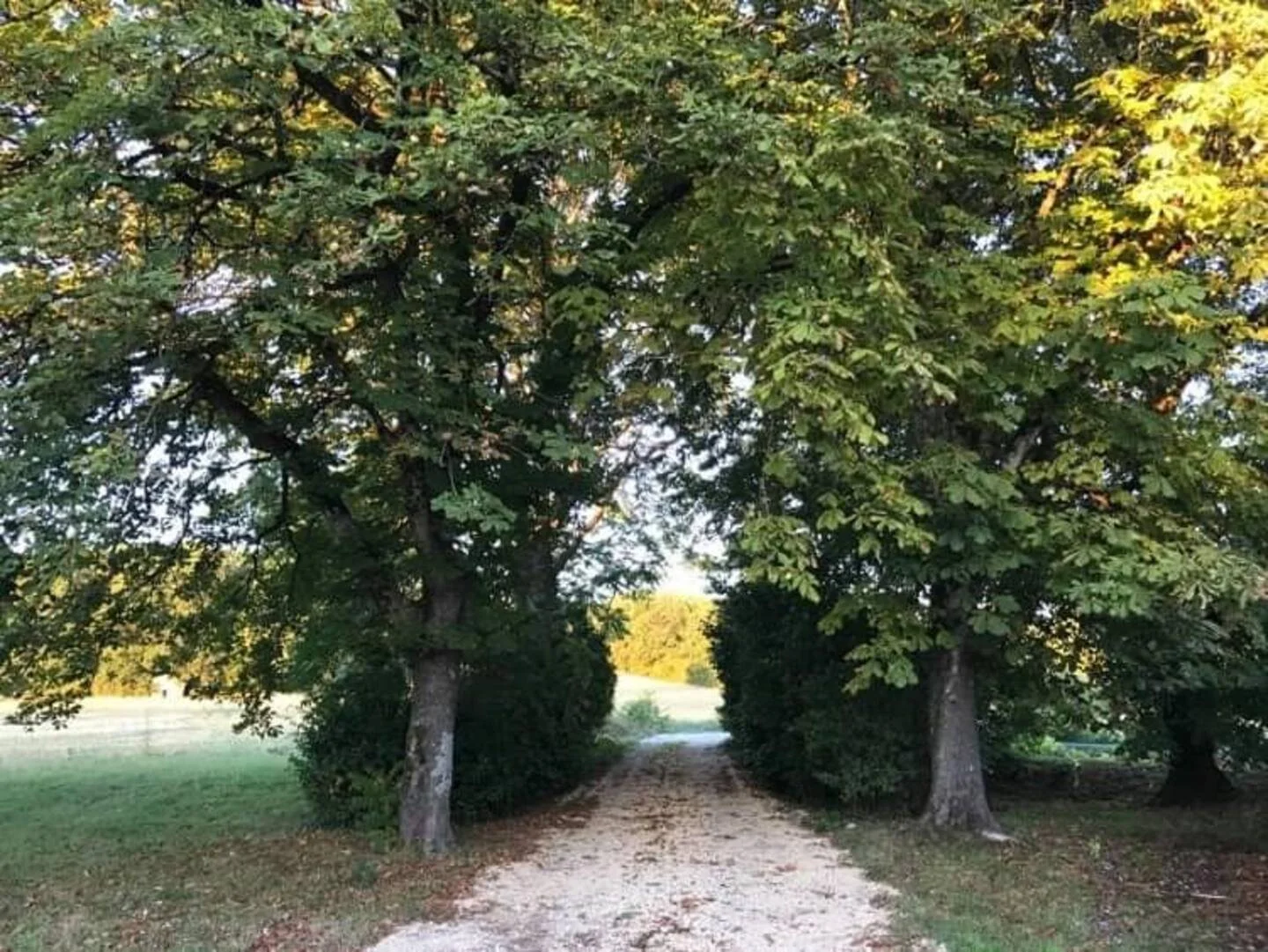 A trail surrounded by trees and greenery, with a clear sky visible through the leaves.