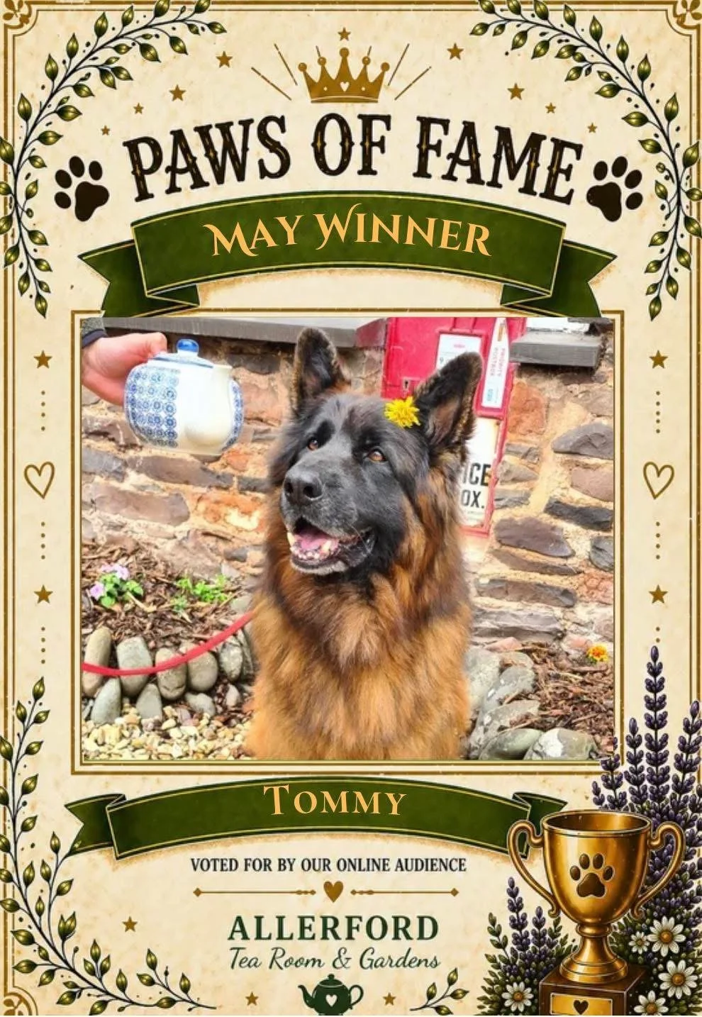 A dog named Tommy, with a yellow flower in its ear, is smiling outdoors next to a brick wall. The image is framed like an award certificate for Paws of Fame, May Winner, voted by an online audience, at Allerford Tea Room & Gardens.