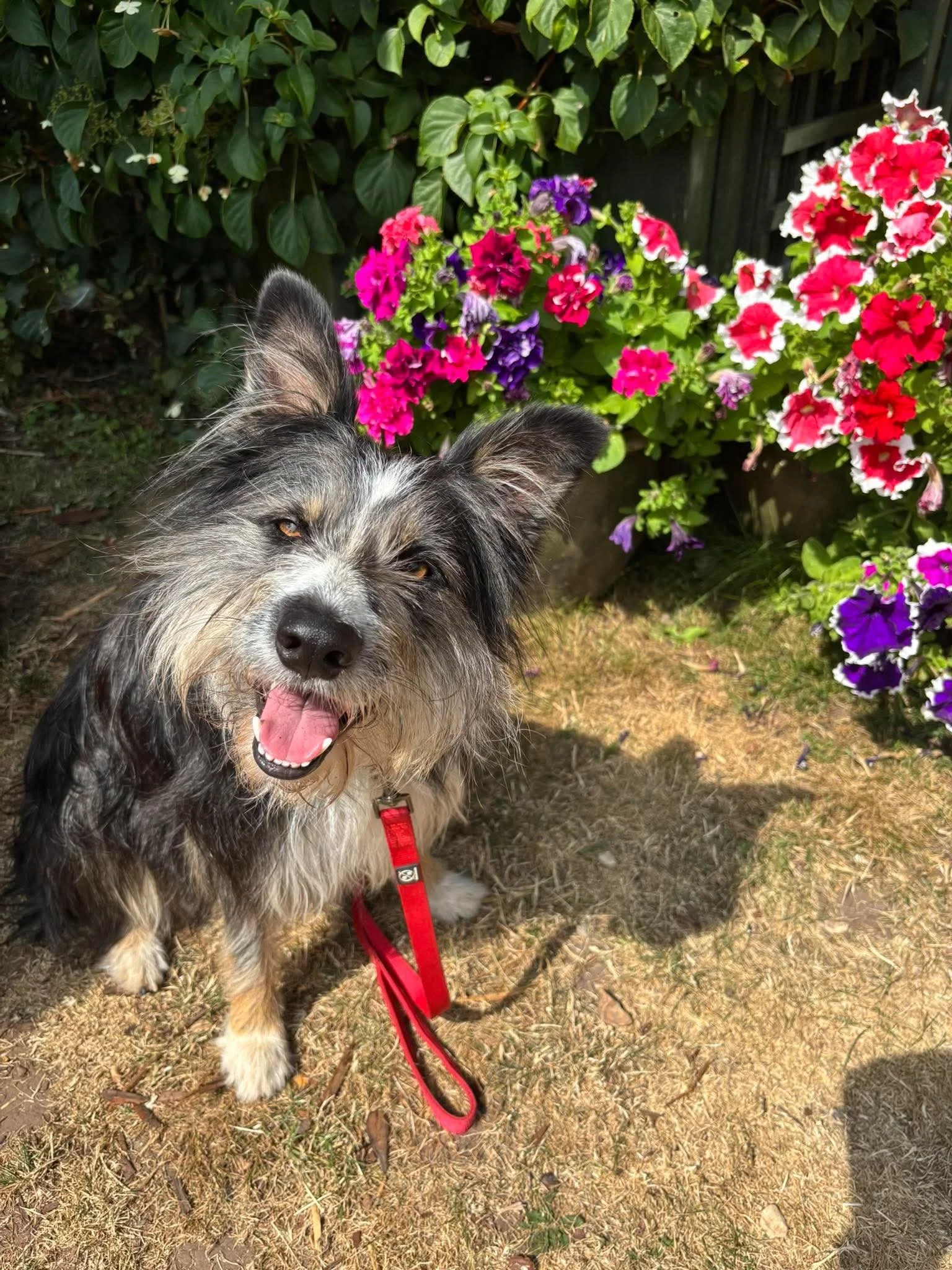 A dog with black and grey fur and a red collar and leash, standing on dry grass in front of a bush with colorful pink, purple, and red flowers.