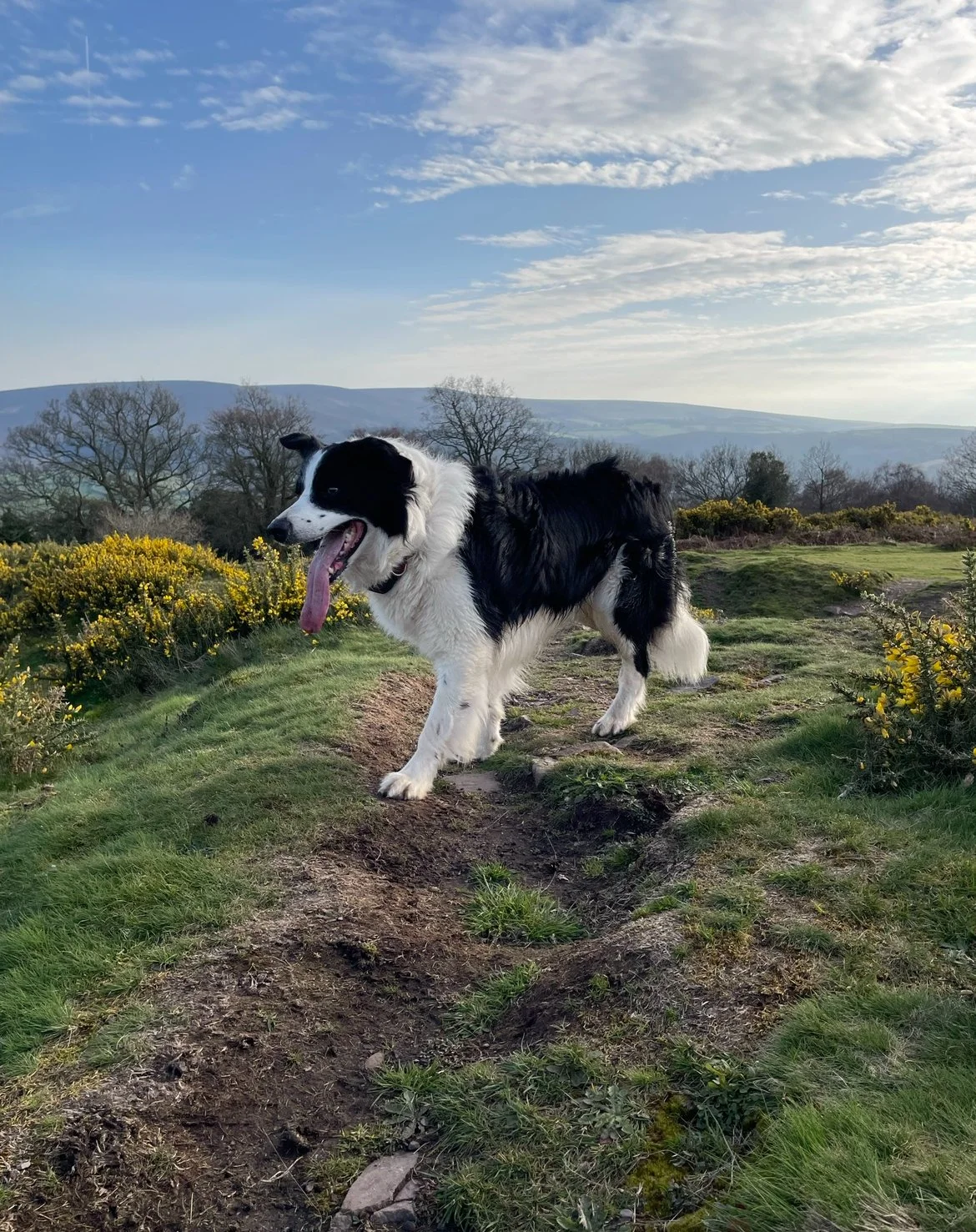Dog Friendly Cafe and Tea Room On Exmoor, Somerset