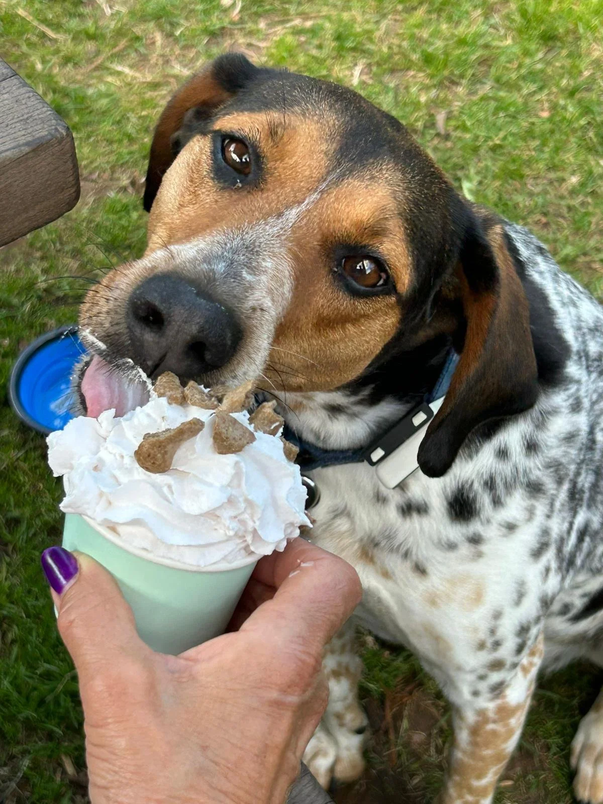 A close-up of a dog with brown, black, and white fur, looking into the camera while licking a cup of ice cream topped with whipped cream and dog treats, outside on green grass.
