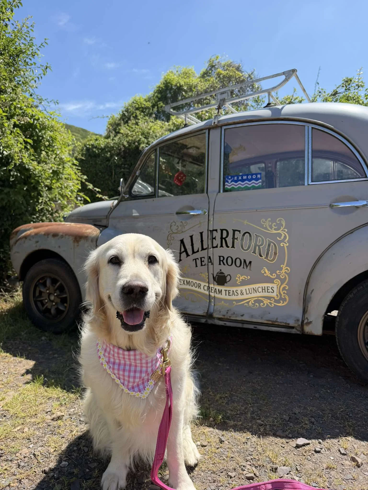 A smiling Golden Retriever puppy wearing a pink checkered bandana sits in front of a vintage grey van with an Allford Tea Room sign, outdoors with trees and blue sky in the background.
