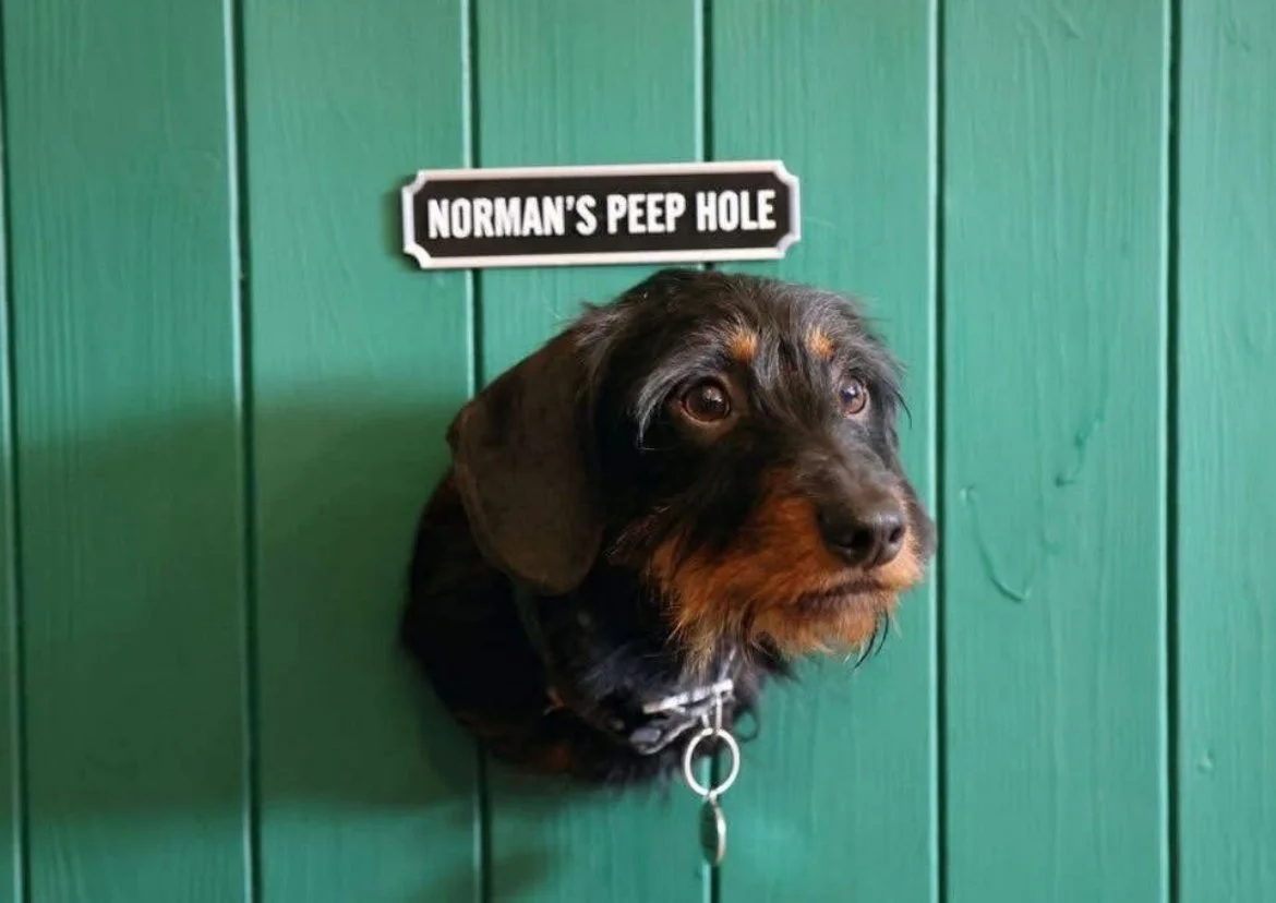 Mini Daushound Norman is a popular dog in Allerford Tea Room, near Minehead, Somerset. Dog friendly cafe and tea room