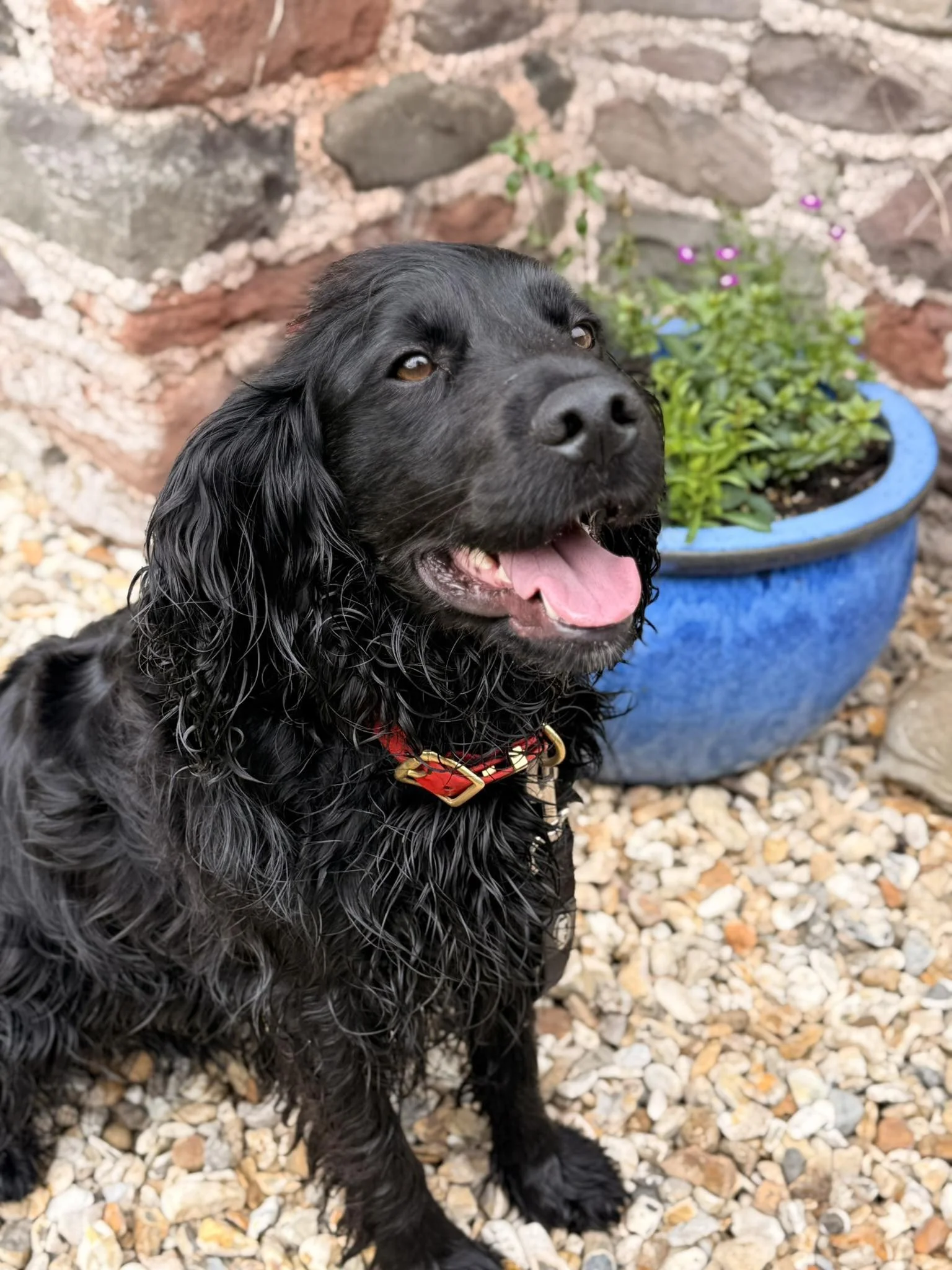 A black wet dog with long ears and golden eyes standing on a gravel surface near a stone wall and a blue pot with green plants and purple flowers.