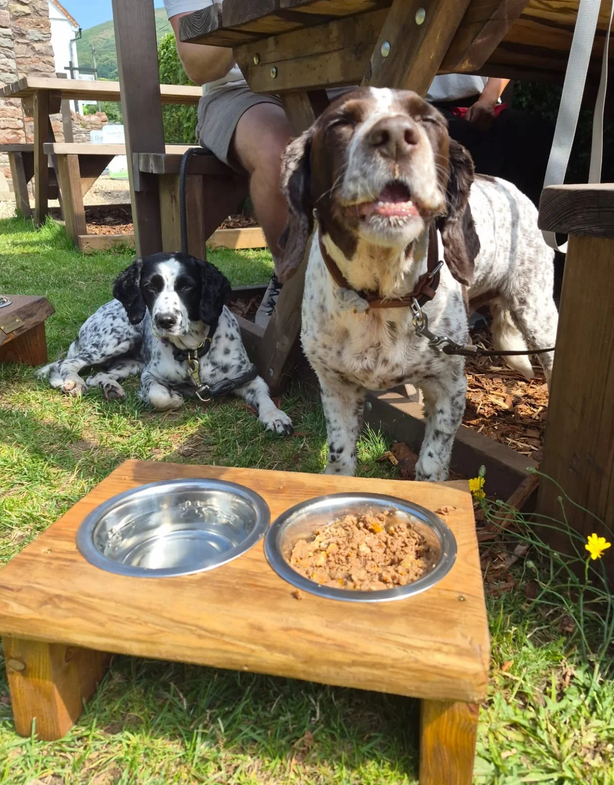 Two English Springer Spaniel dogs, one lying down and one standing, outdoors on grass in front of a wooden picnic table. There is a metal dog food bowl and a bowl of dog food on a small wooden table in the foreground. A person is partially visible, sitting under the table. The setting is sunny and green surroundings are visible.