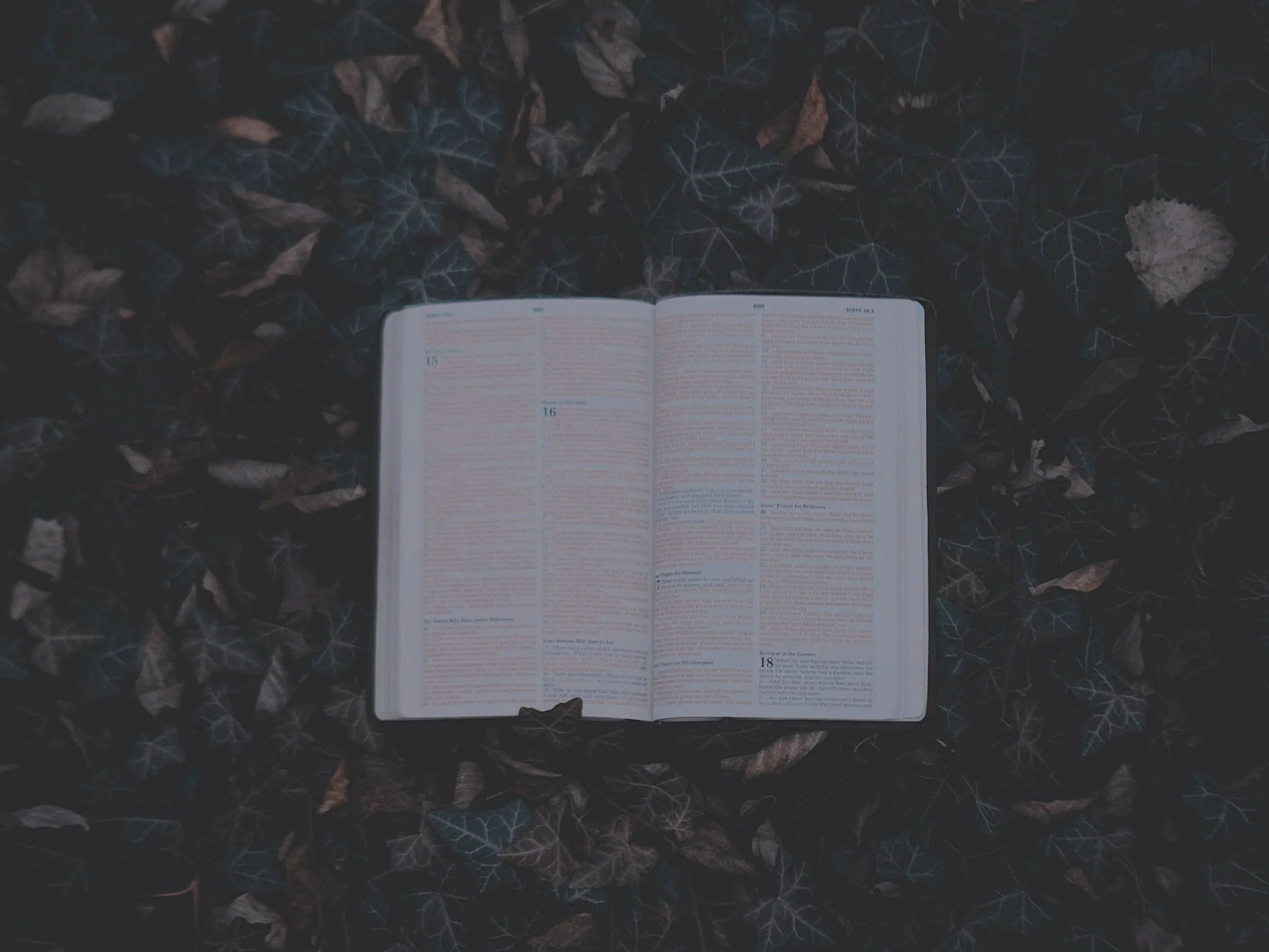 Open book placed on dark leaves and foliage outdoors.