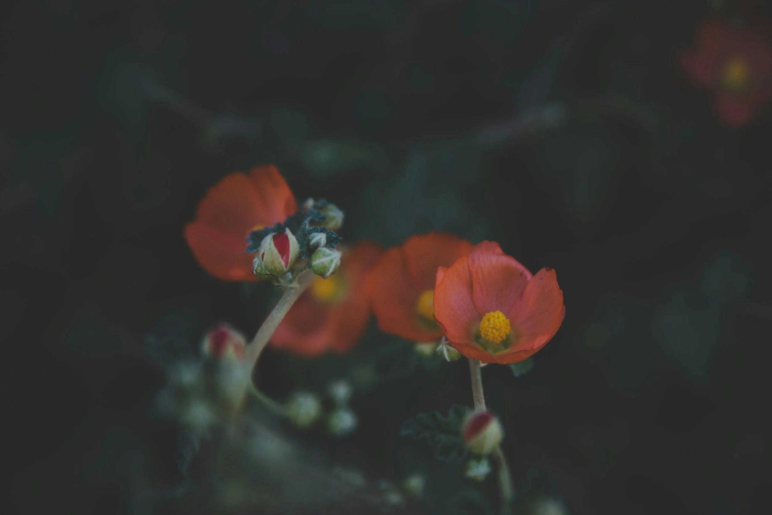 Close-up of small orange flowers with yellow centers on a dark background.