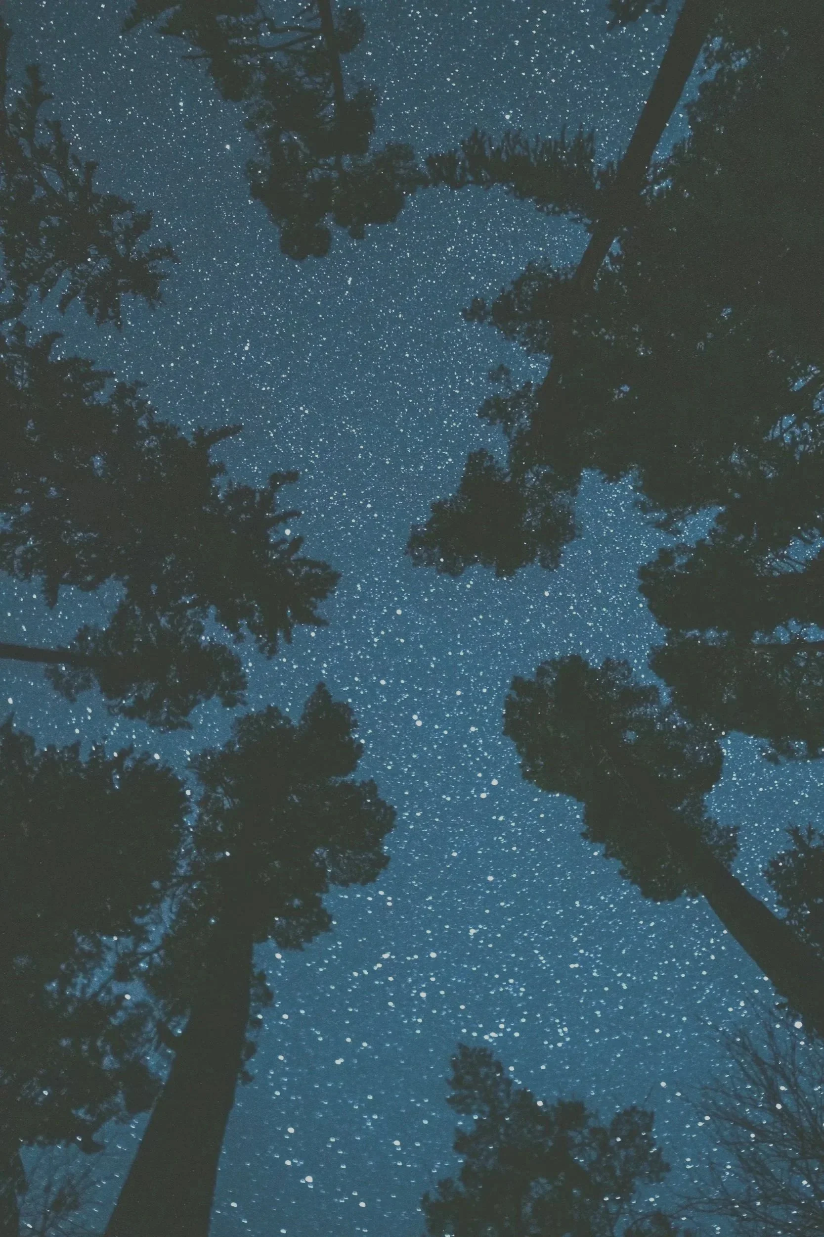 Night sky filled with stars seen from ground level among tall pine trees.