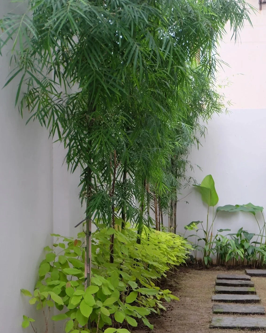 A vertical garden with various green plants and bamboo, featuring a white wall in the background and a stepping stone pathway on the ground.