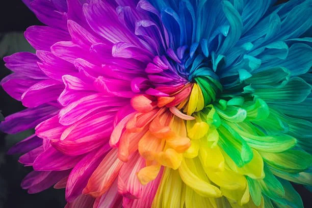 ROY G. BIV