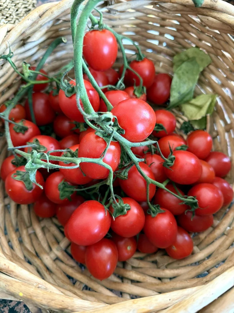 Kirschtomaten an der Rispe in einem Korb
