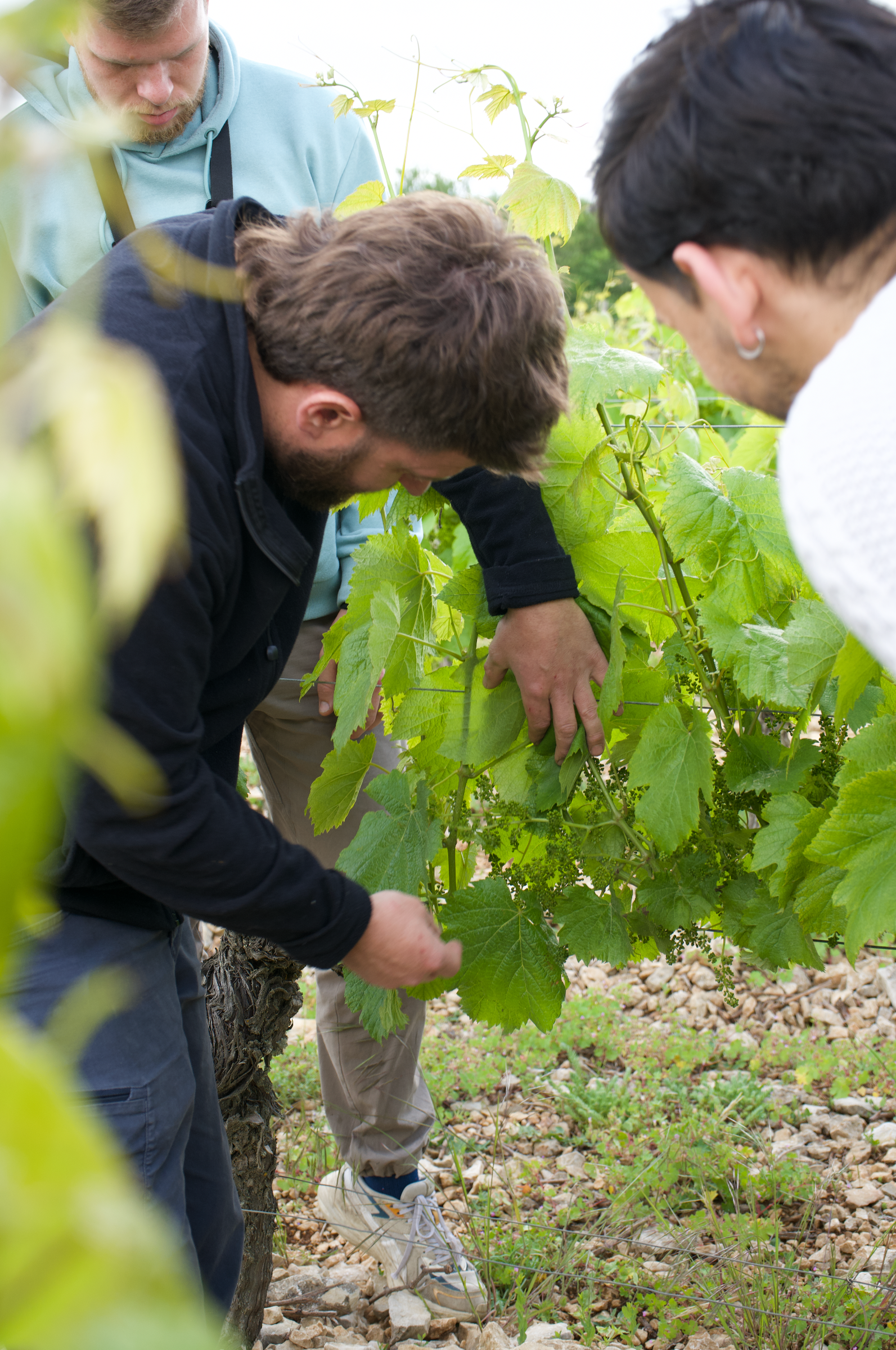 Vignes+2.png