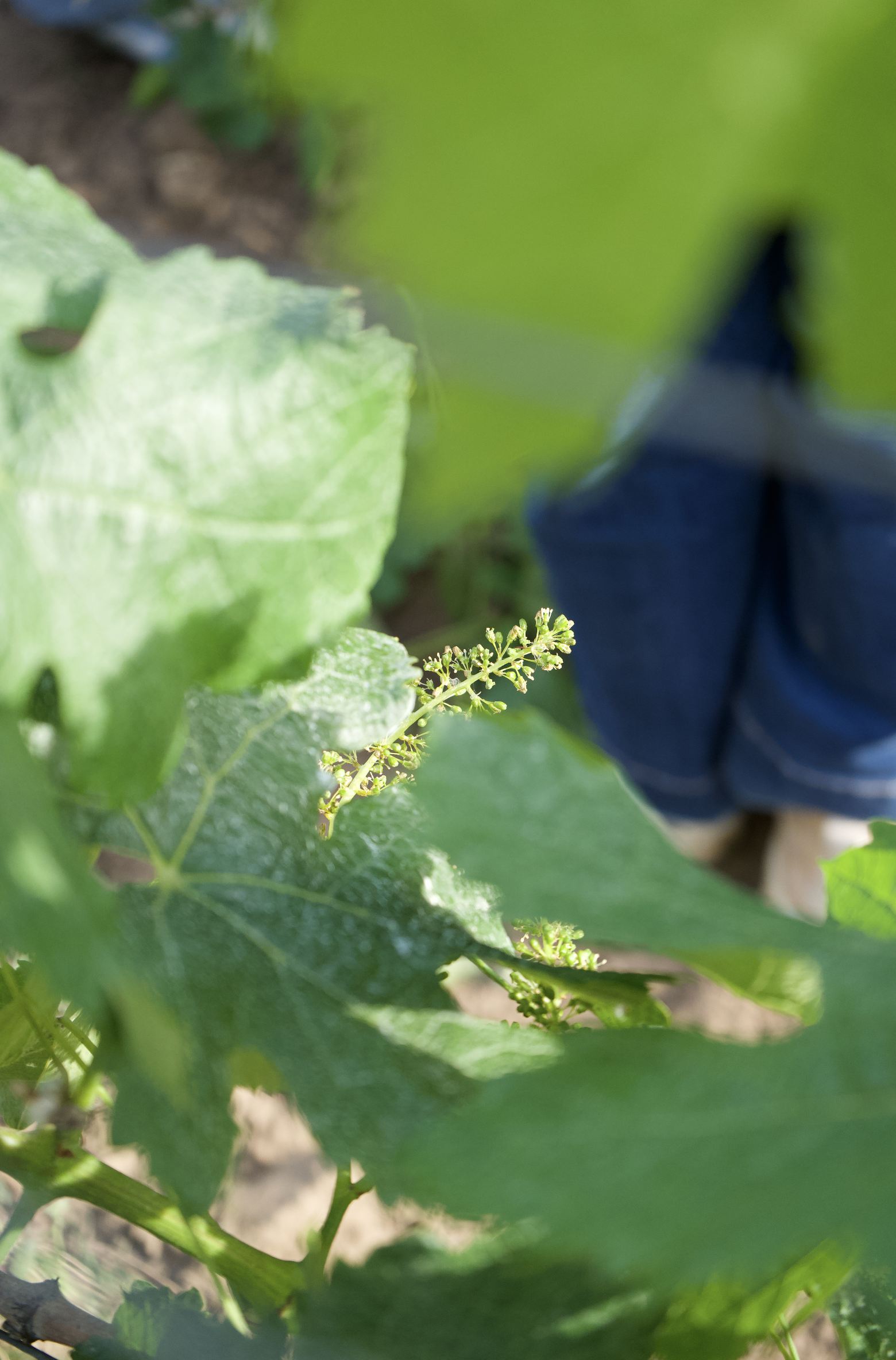 Fleur de Vigne Château Bigaroux.png