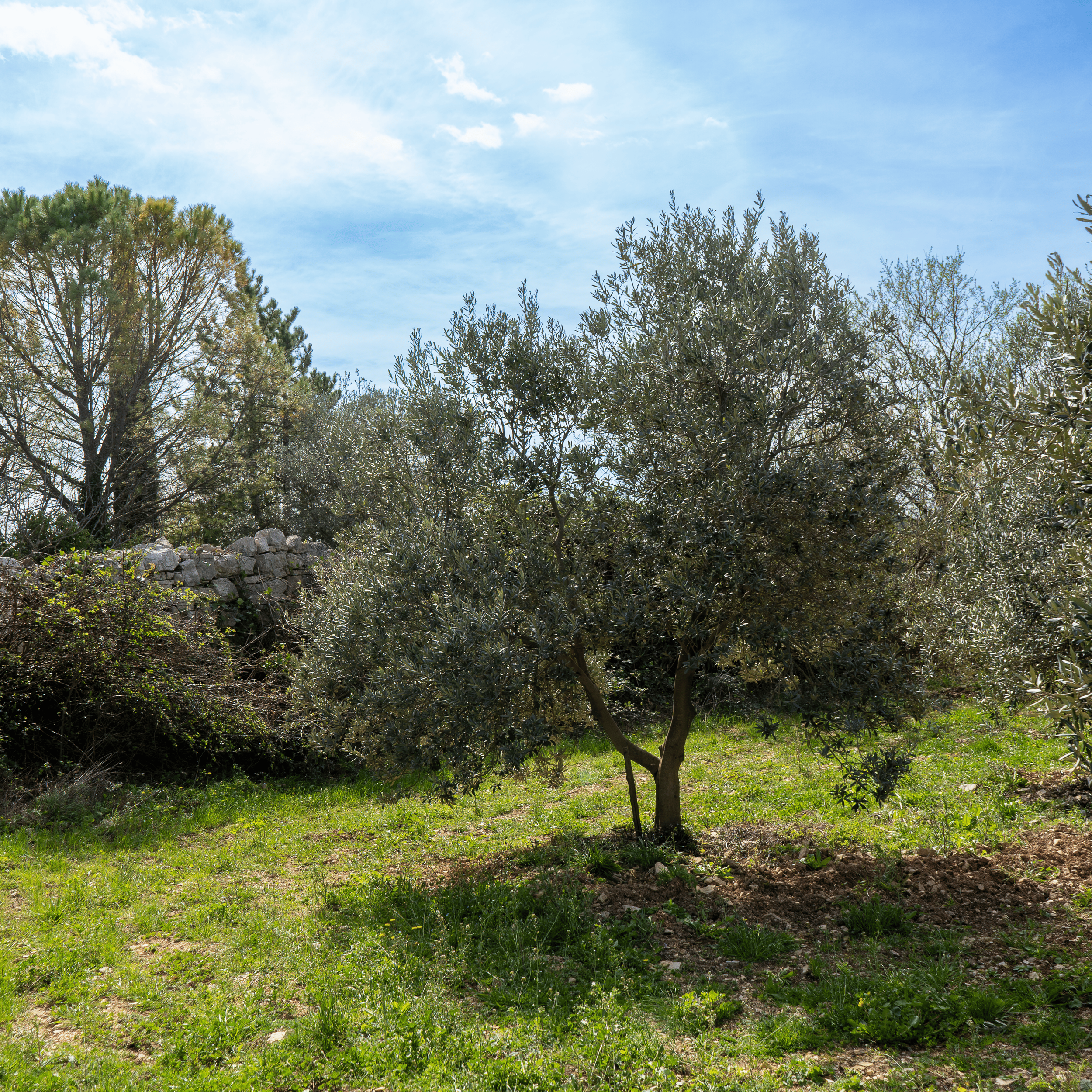 Domaine La Magnanerie-8.png