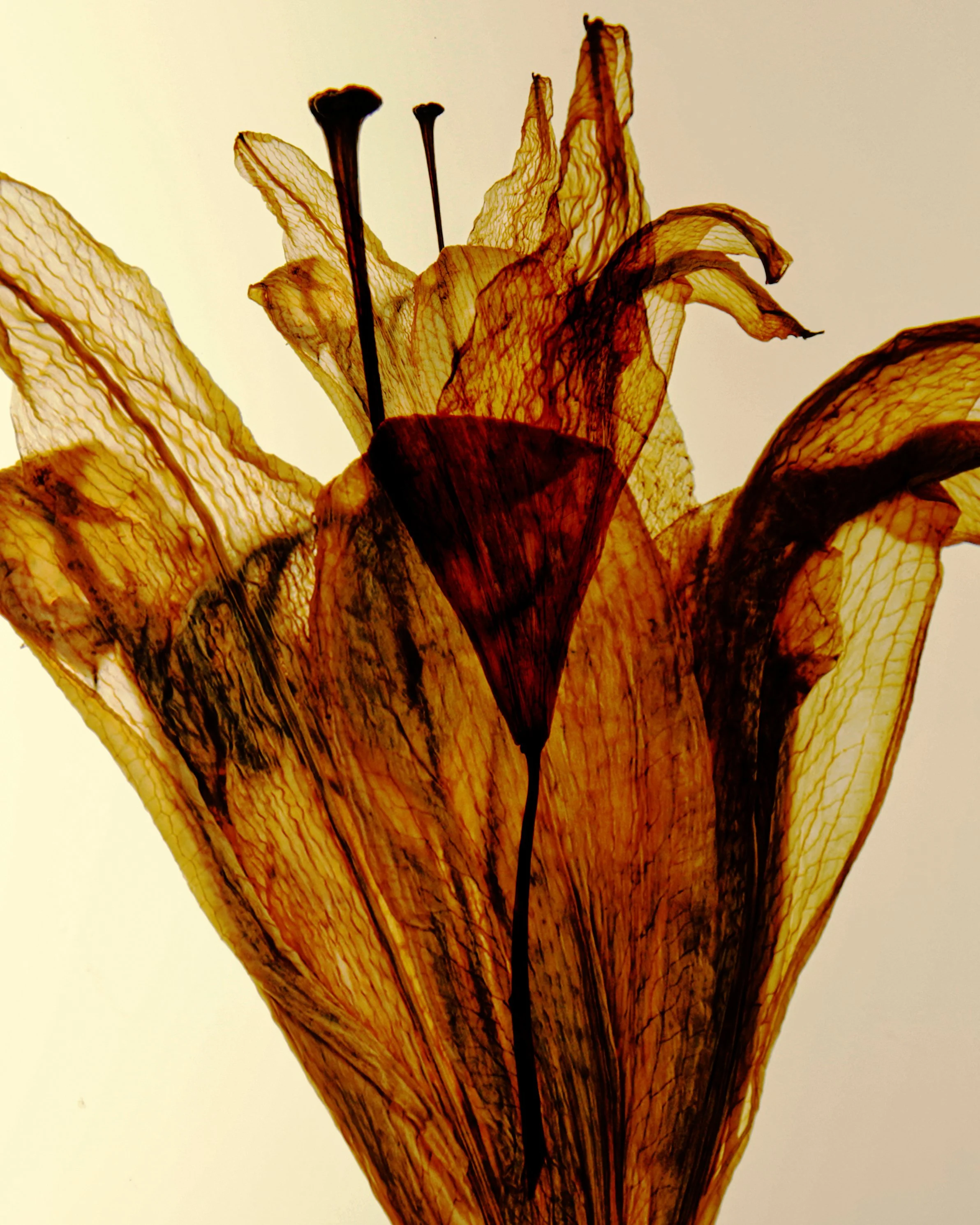 ElifKoyuturk_PlantsNature_10.jpg