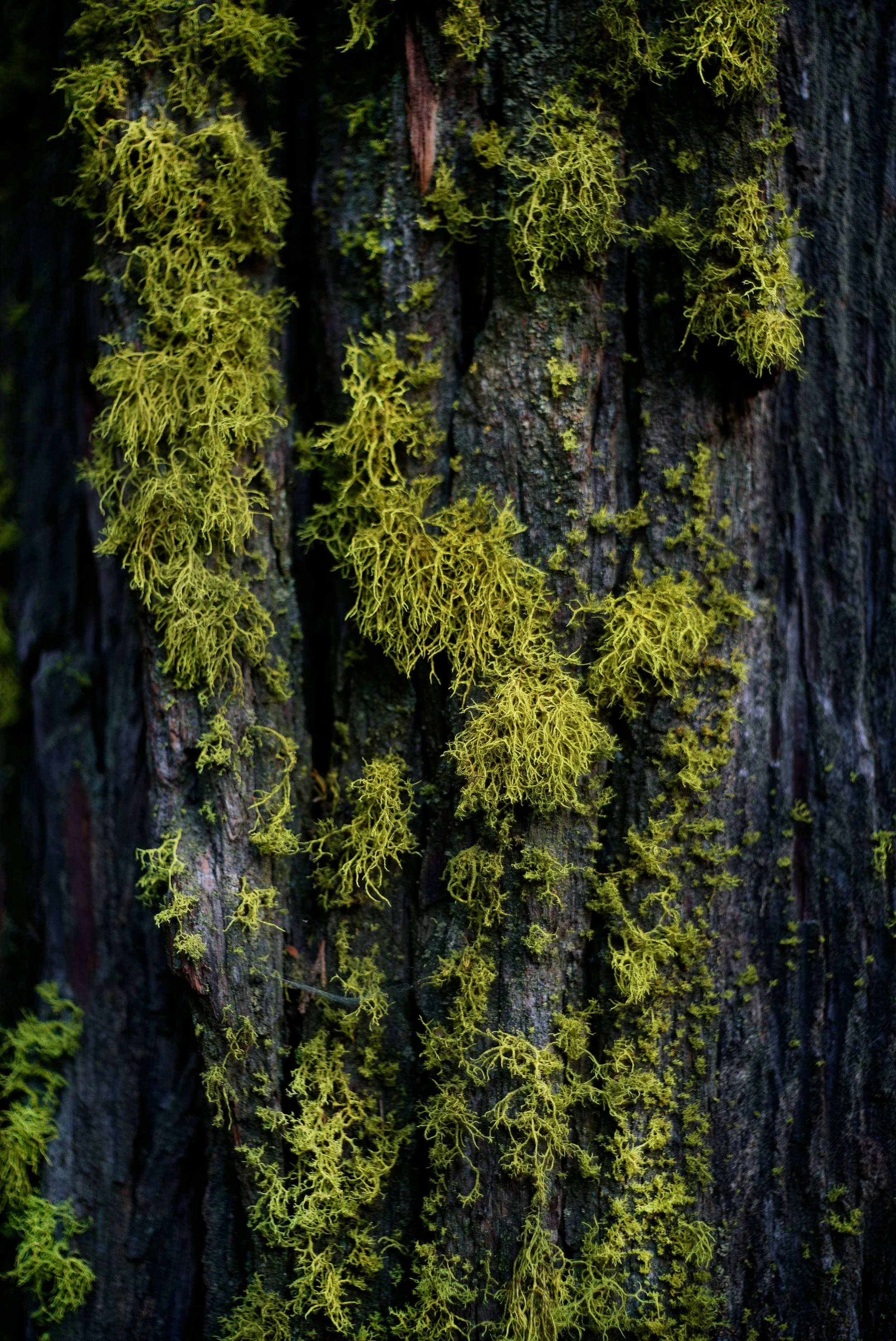 ElifKoyuturk_PlantsNature_9.jpg