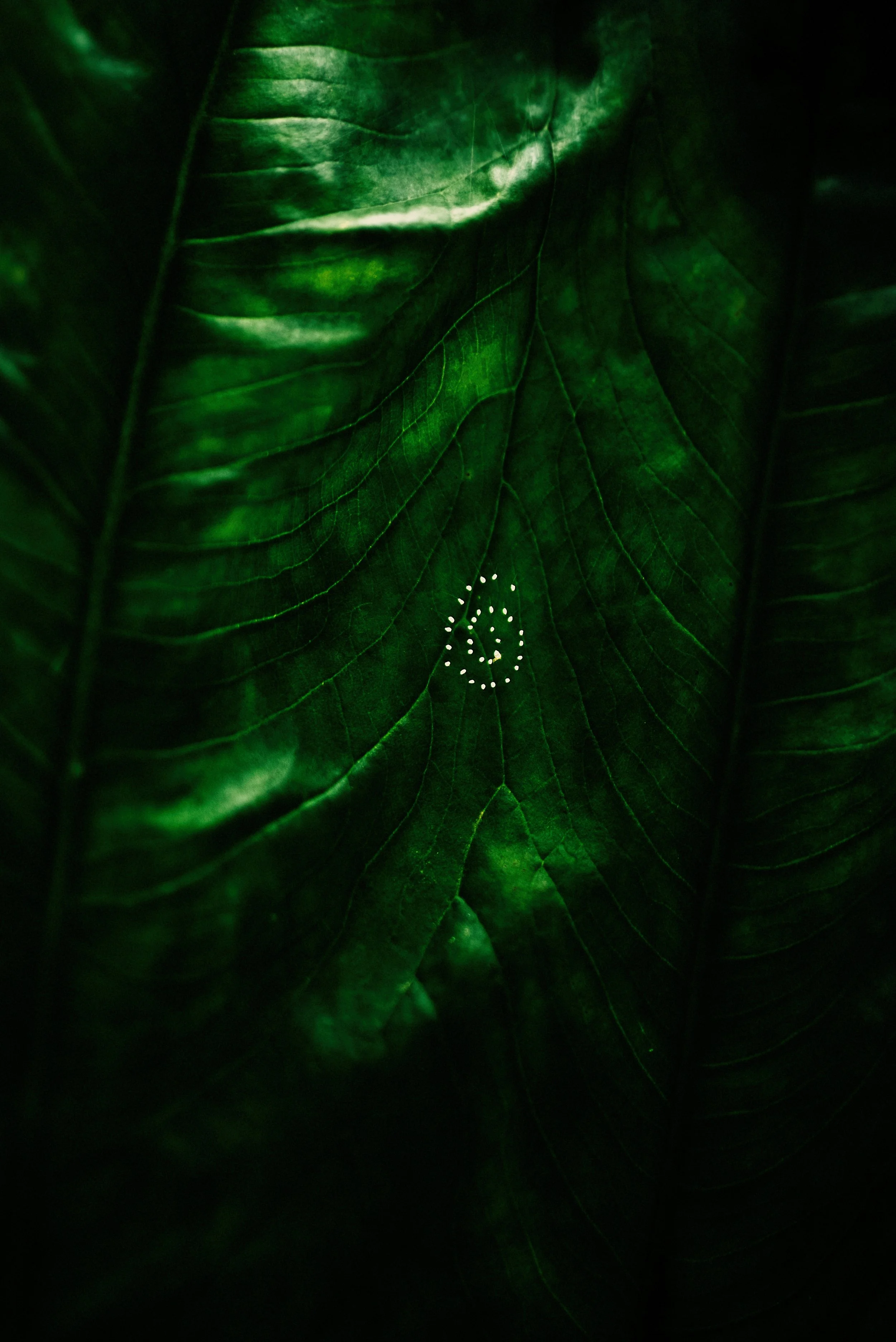 SPIRALS_PLANTS_ELIFKOYUTURK.jpg
