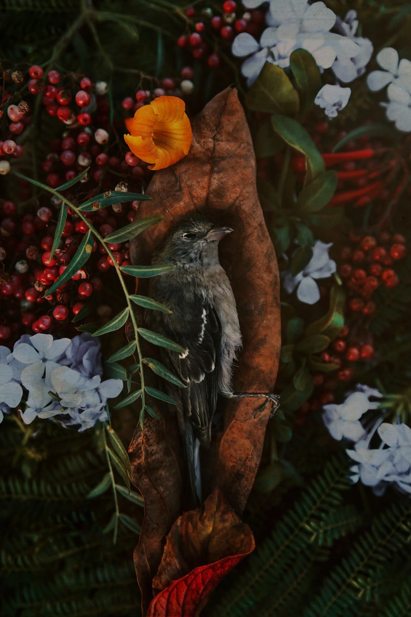 ELIF-KOYUTURK-ANIMALS-1.jpeg