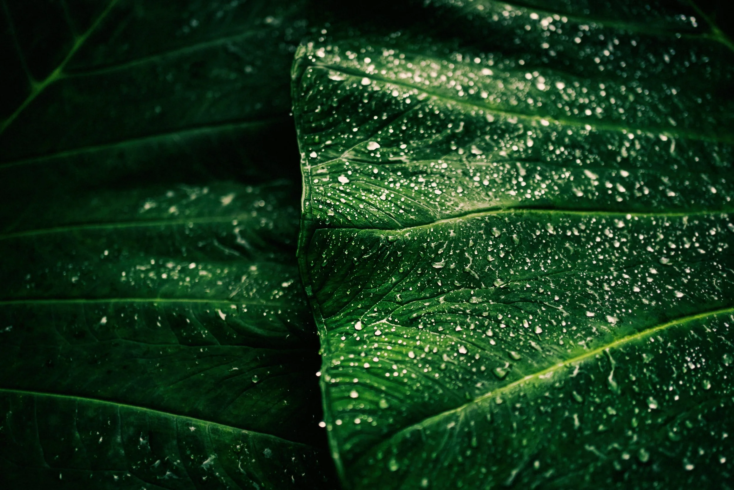 JUNTOS_PLANTS_ELIFKOYUTURK.jpg