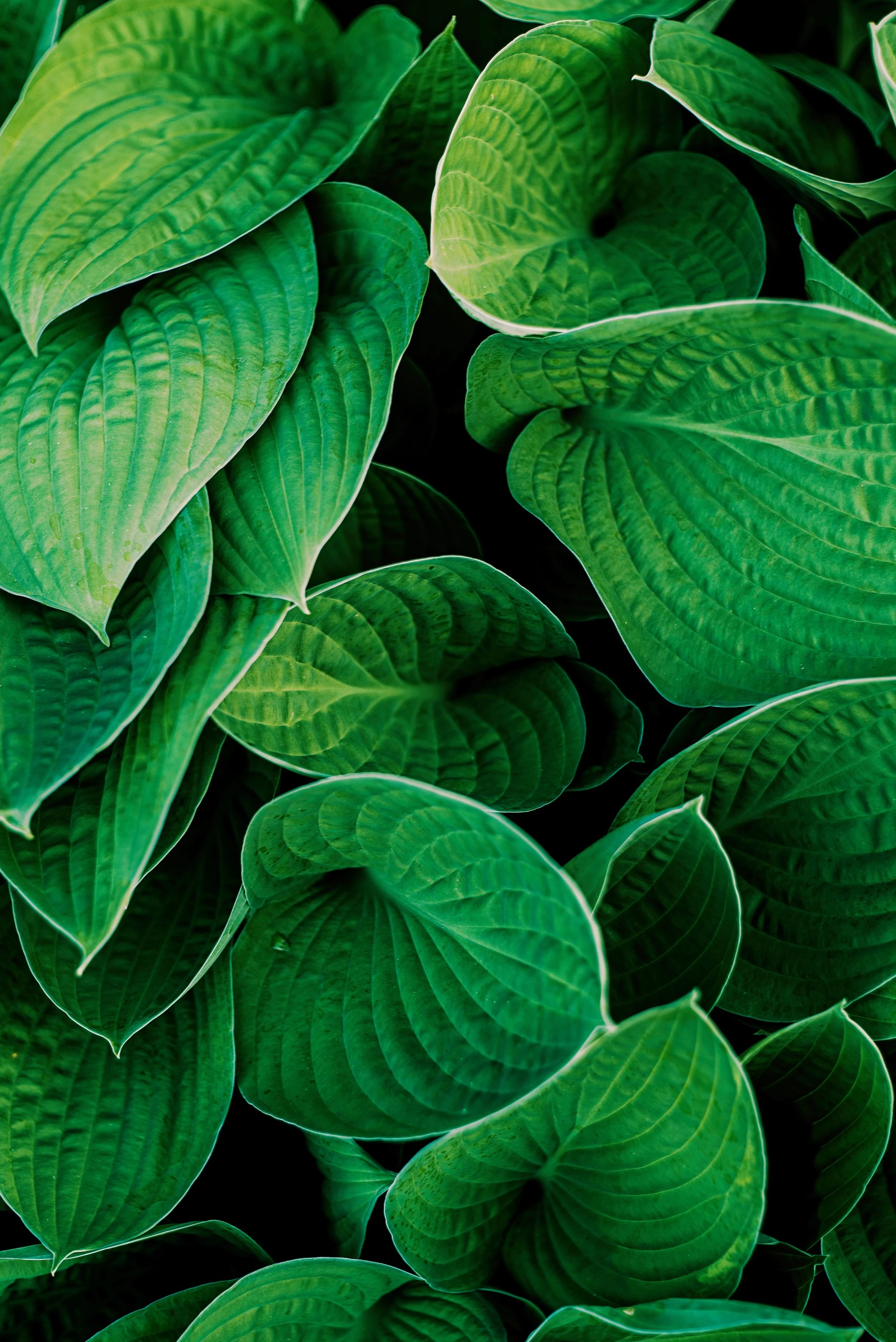 ELIFKOYUTURK_PLANTS_00.jpeg