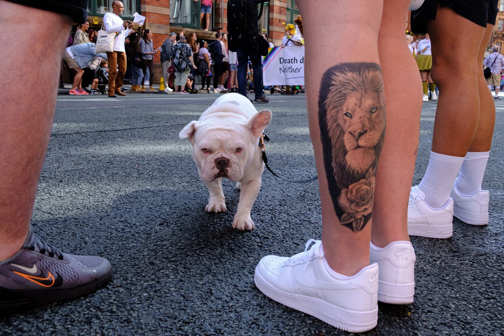 A French bulldog on a leash standing on a city street, surrounded by people participating in a protest or demonstration. The photo is taken from a low angle, showing people with colorful tattoos and sneakers, and a crowd holding signs in the backgrou