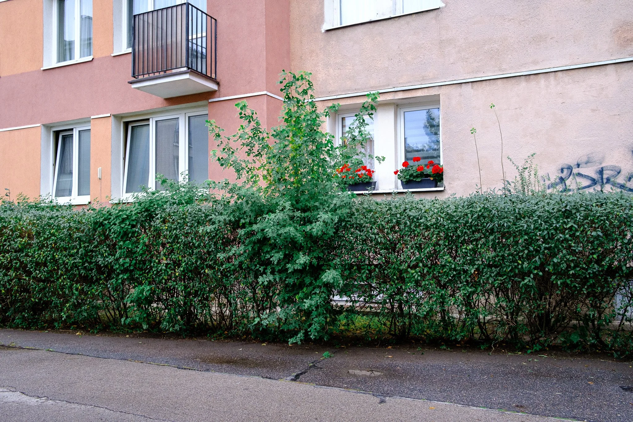 An apartment building with a small balcony, several windows, and two flower boxes with red flowers, partially obscured by a green hedge and a bush in front.