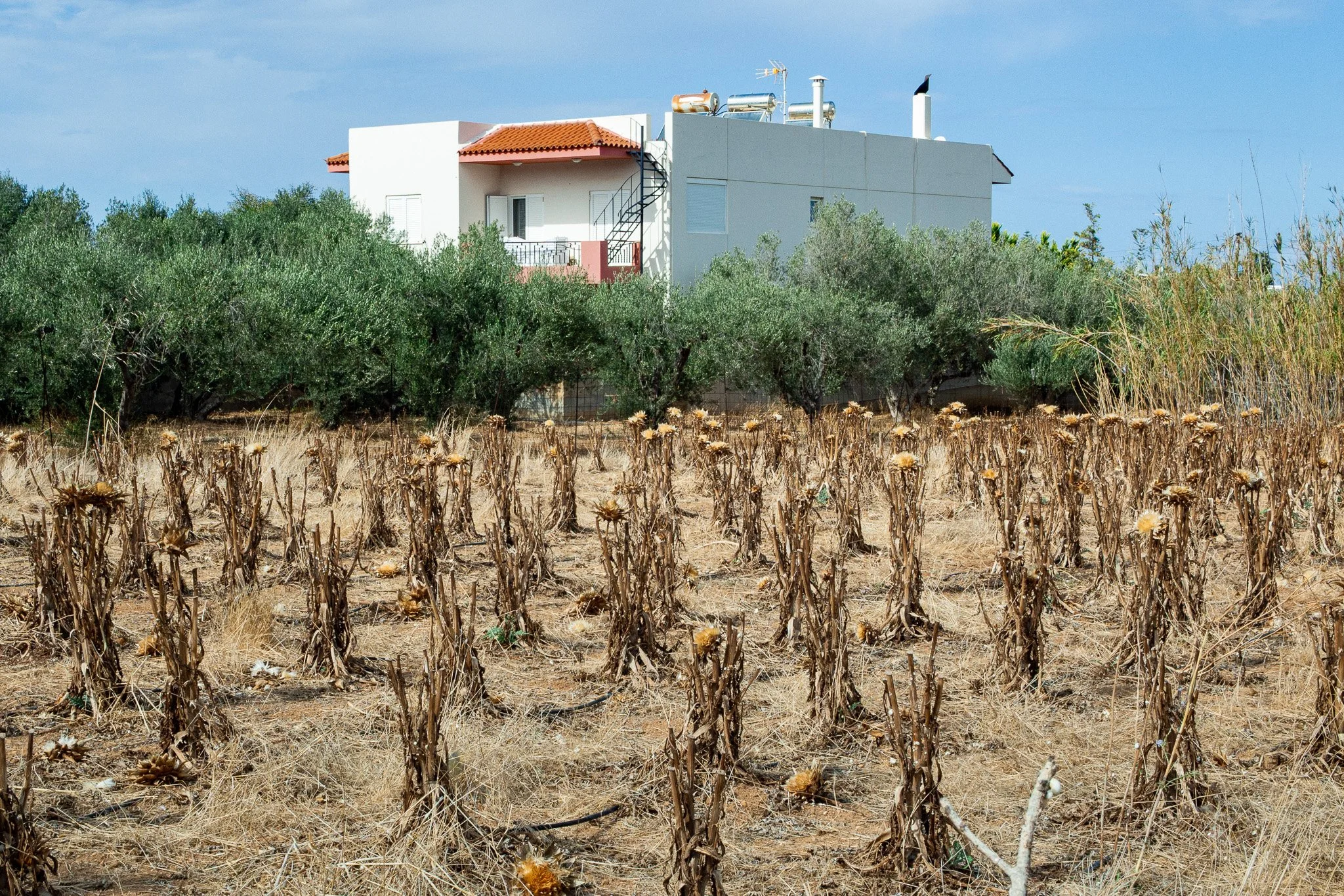A dry, neglected field with withered plants in the foreground, and a white house with a red roof and some solar water heaters on the roof in the background, under a blue sky.