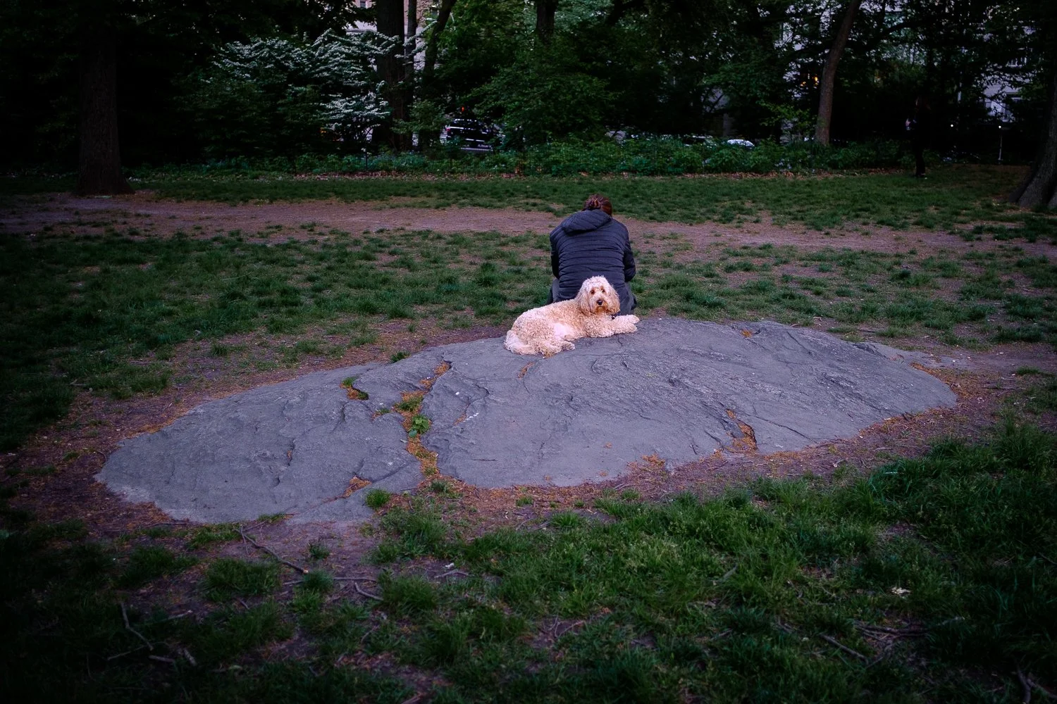 A person with a puffy coat sitting on a rock in a park, with a curly-haired dog lying next to them on the rock. The background is filled with trees and dense greenery.