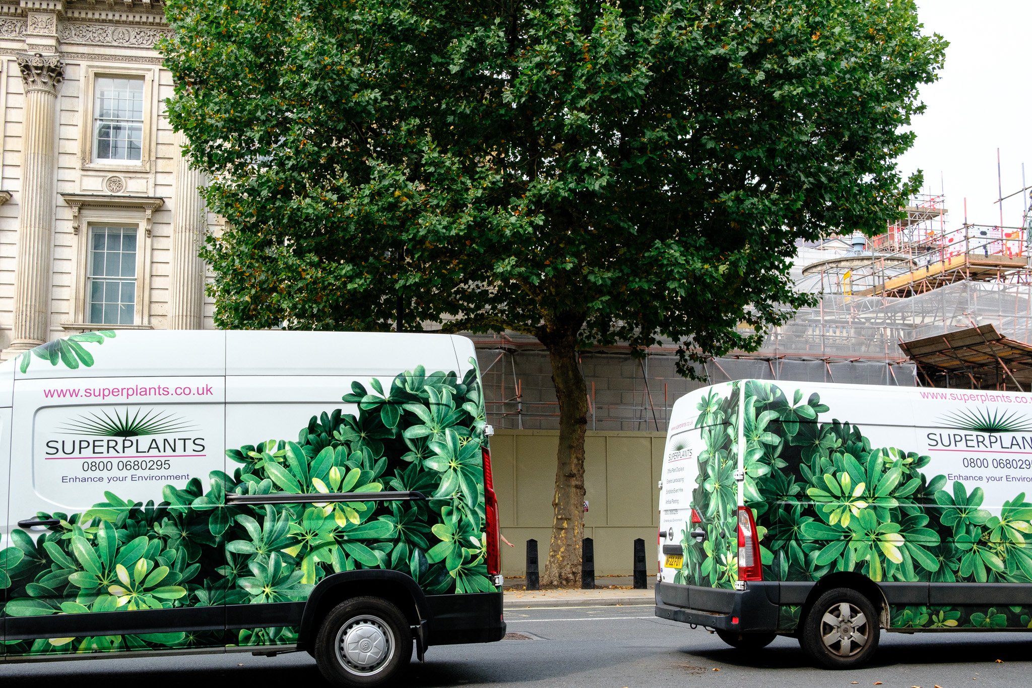 Two vans decorated with green plant images parked on a street in front of a large tree and a historic building, advertising Superplants.