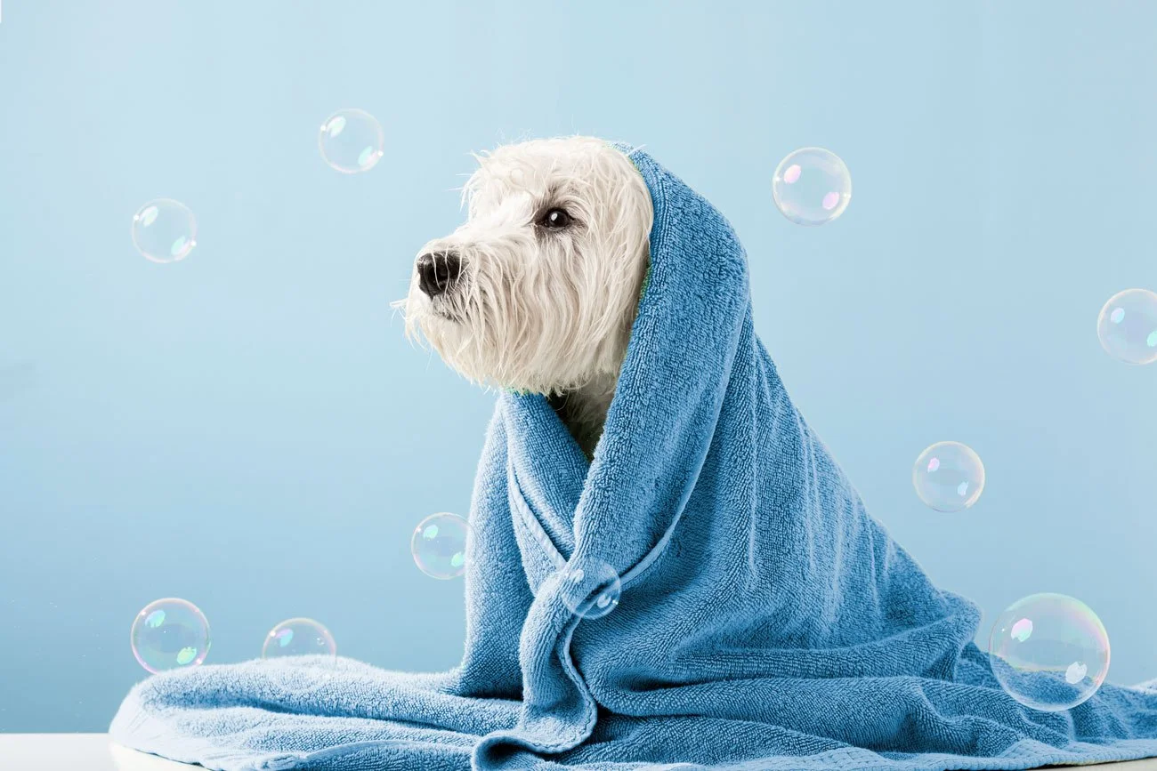 Westie wrapped in towel surrounded by bubbles in  leander, texas