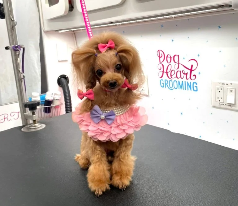 golden toy poodle with all the add ons