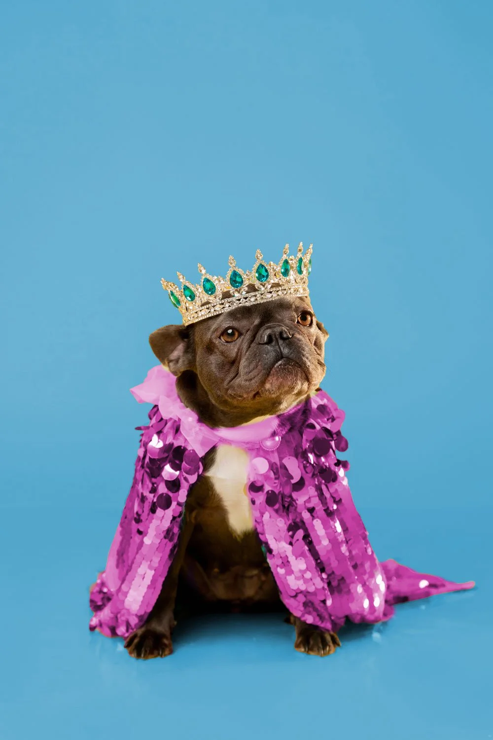 grey french bull dog in leander texas wearing a emerald crown and pink cape