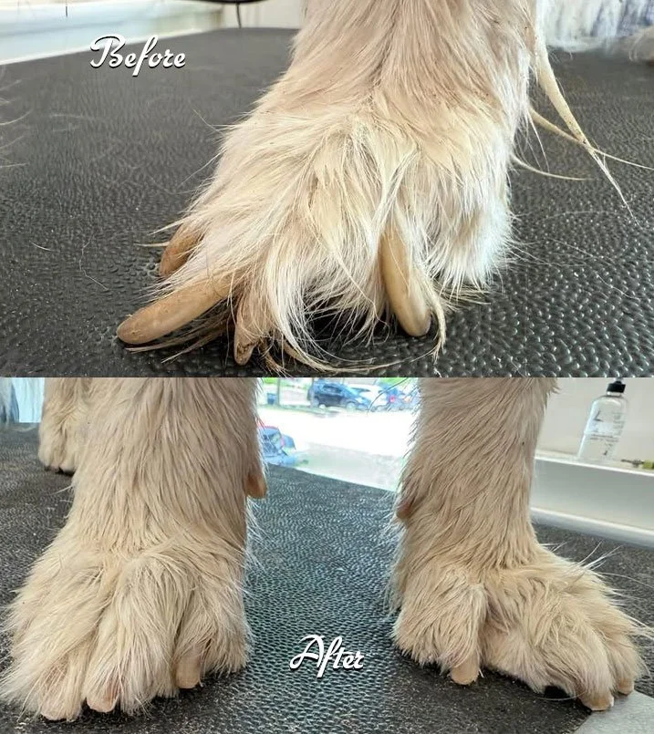nail trim at dog park in cedar park mobile grooming van