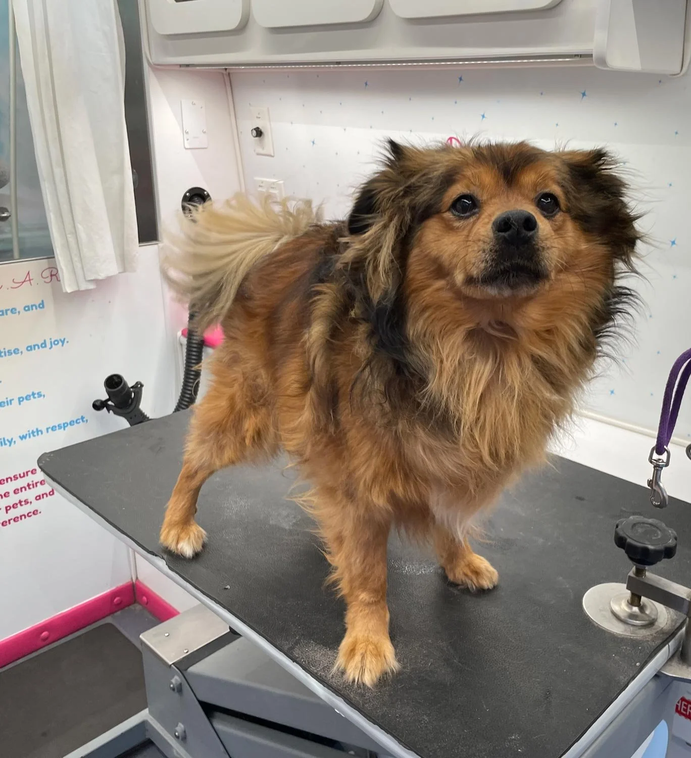 mix breed small dog before bath