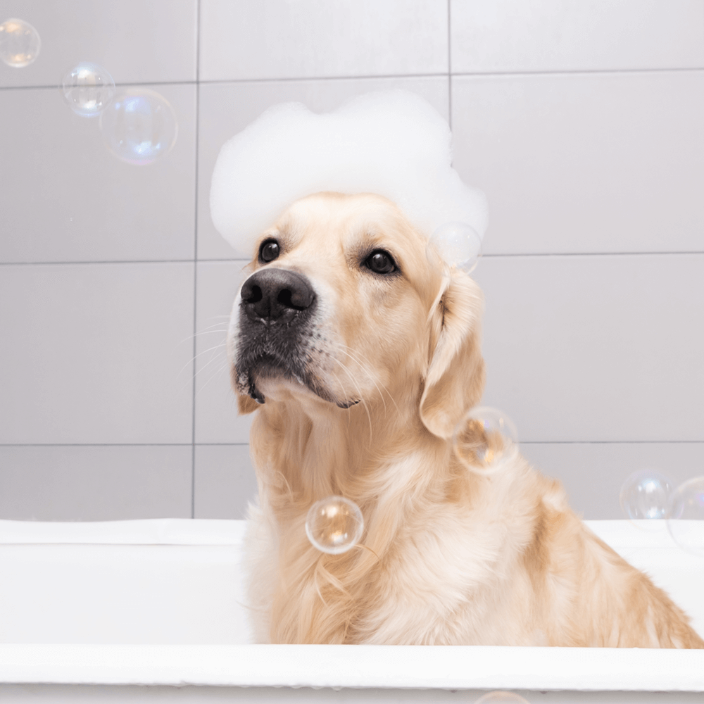 golden retriever in bath tub with bubbles on head