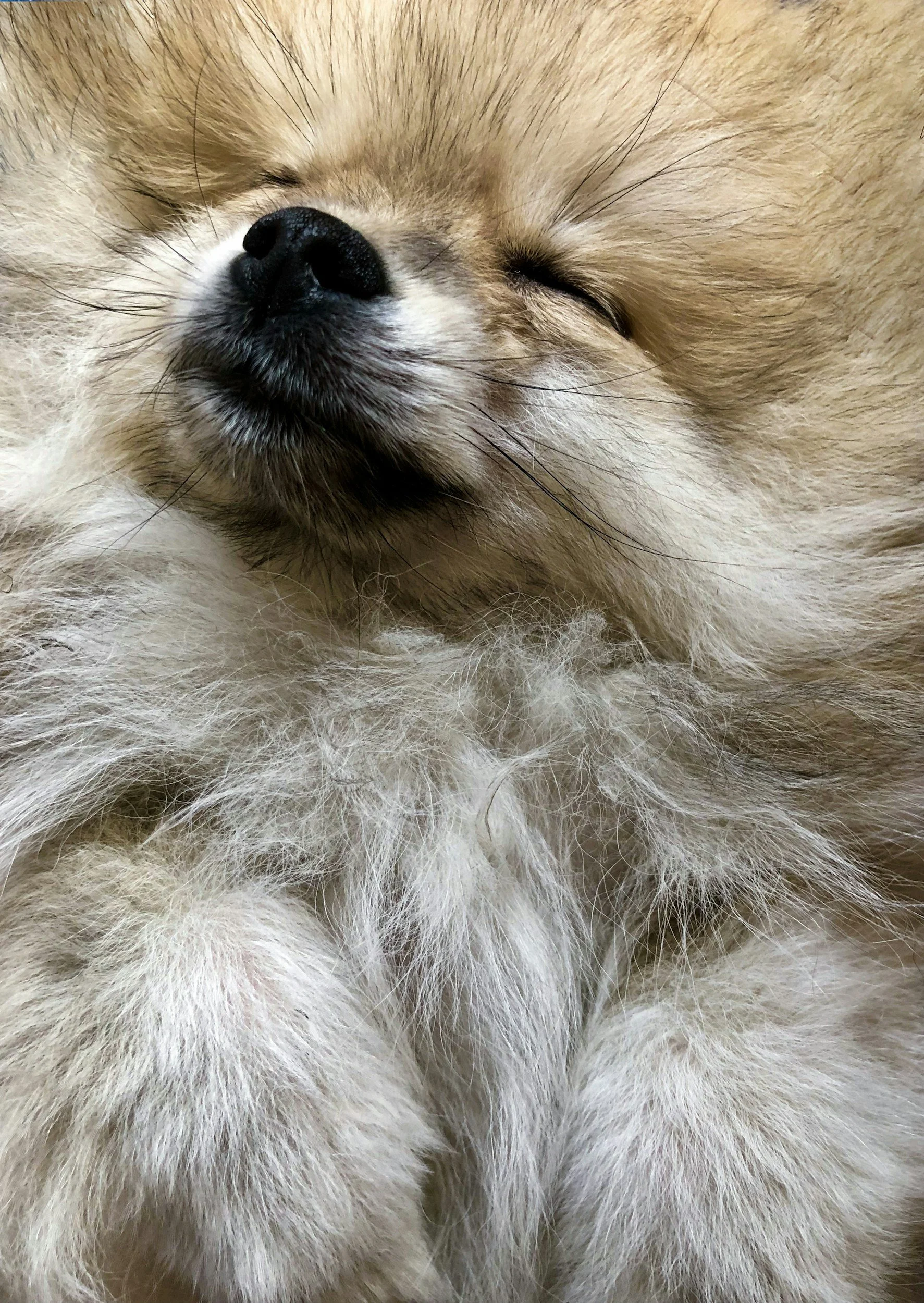 Dog with a lot of hair