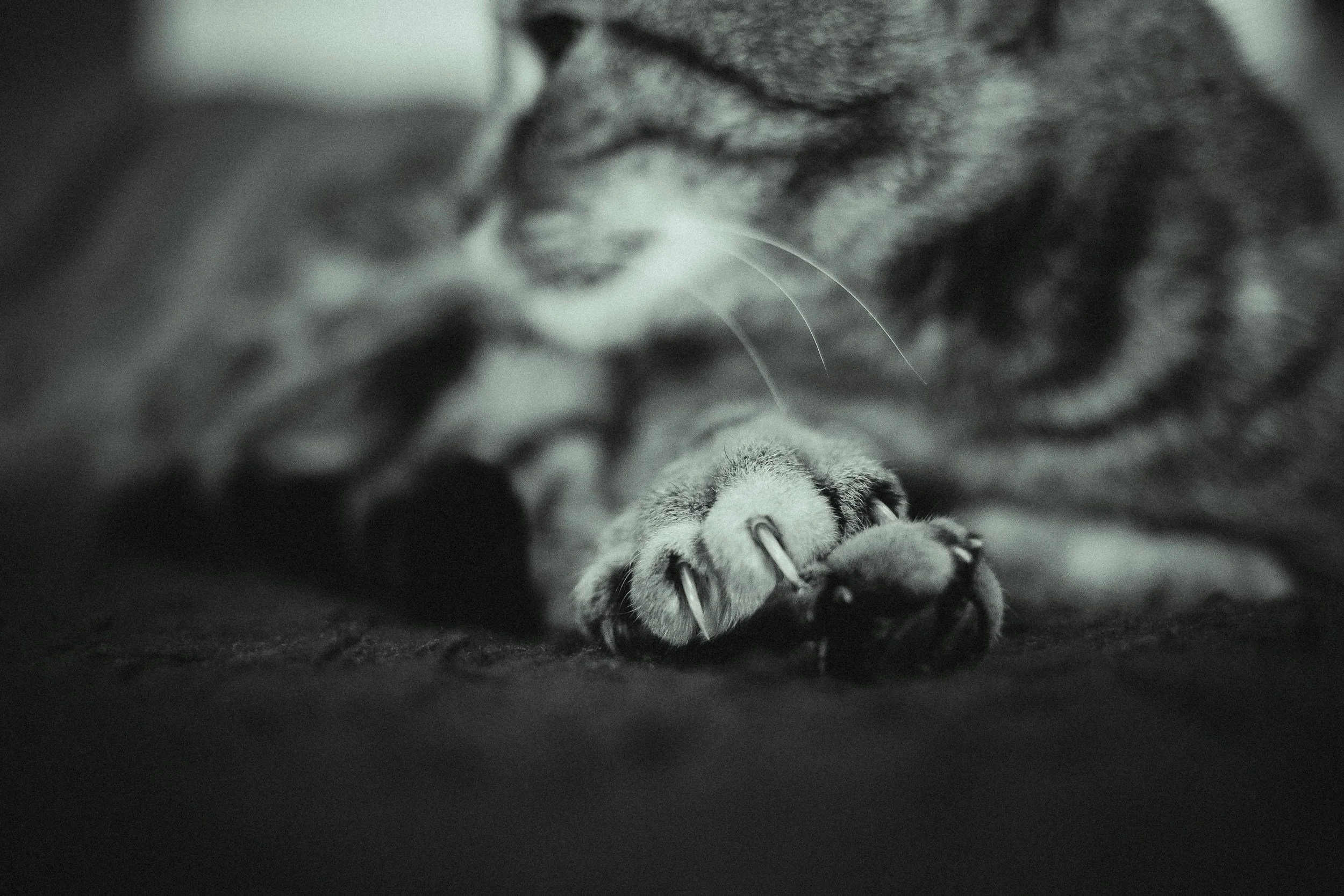 a cat laying with his very sharp nails out