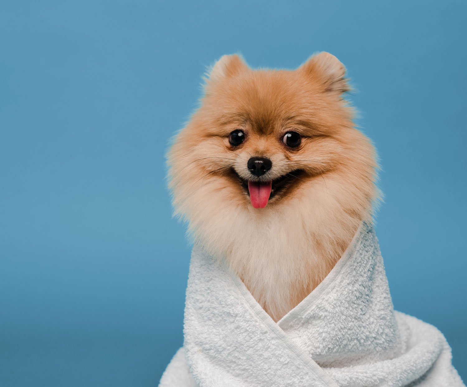 small dog wearing a towel after a hypo-allergenic bath