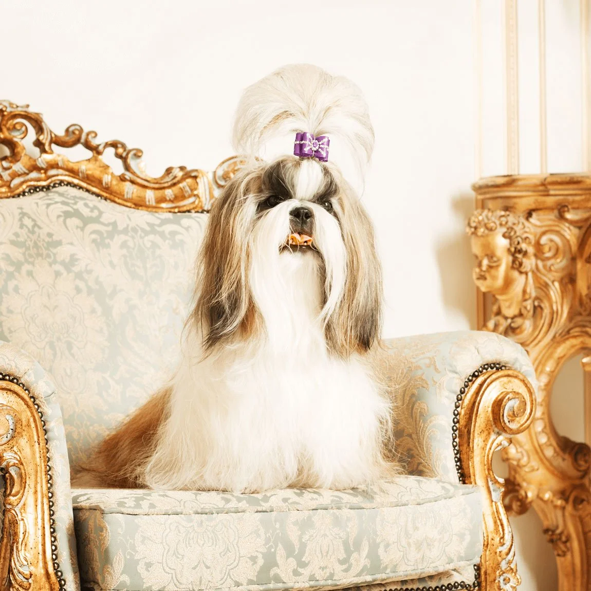 long hair shih tzu sitting in a  fancy chair in leander tx after being gromed