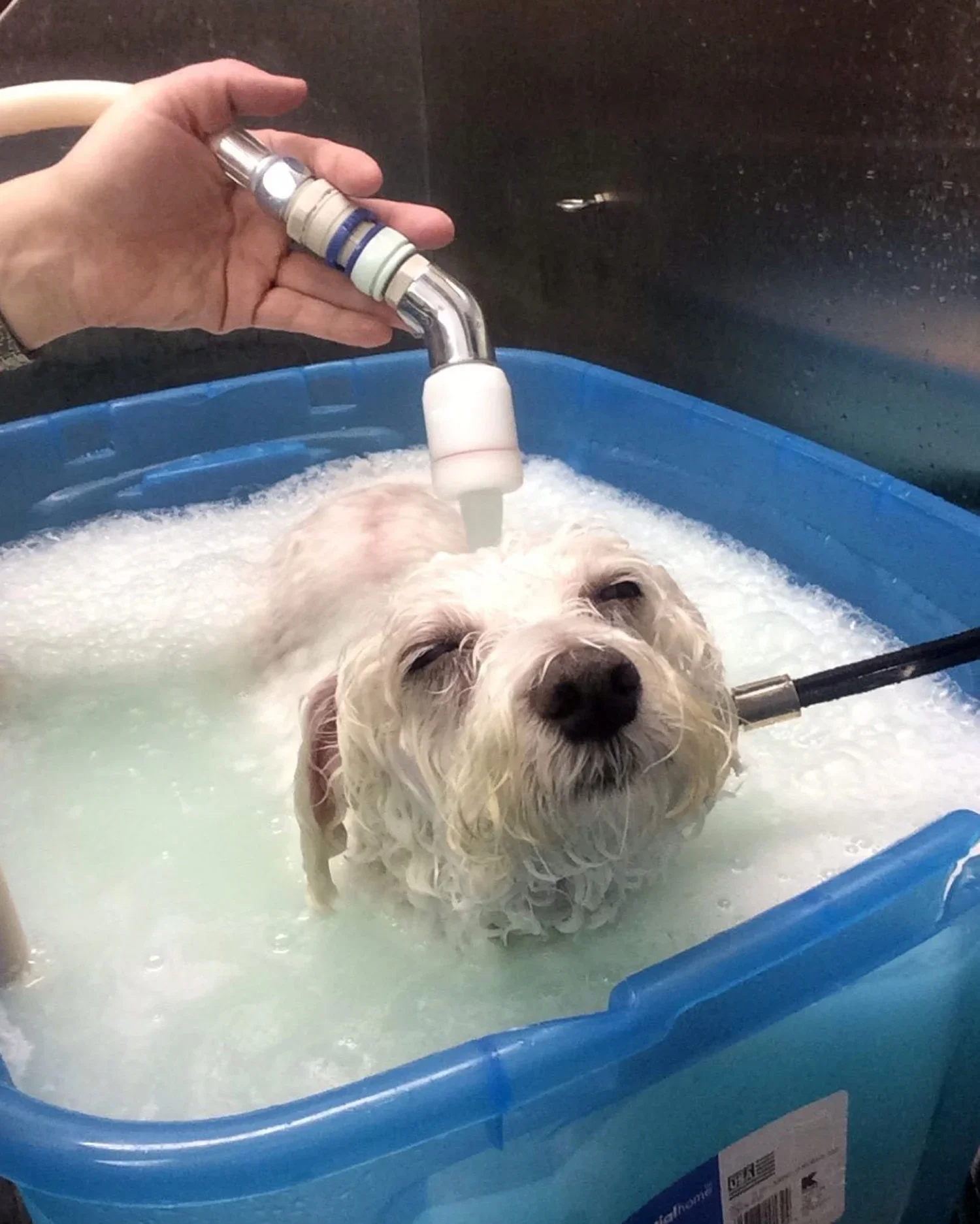 maltese- receiving a thera clean bath