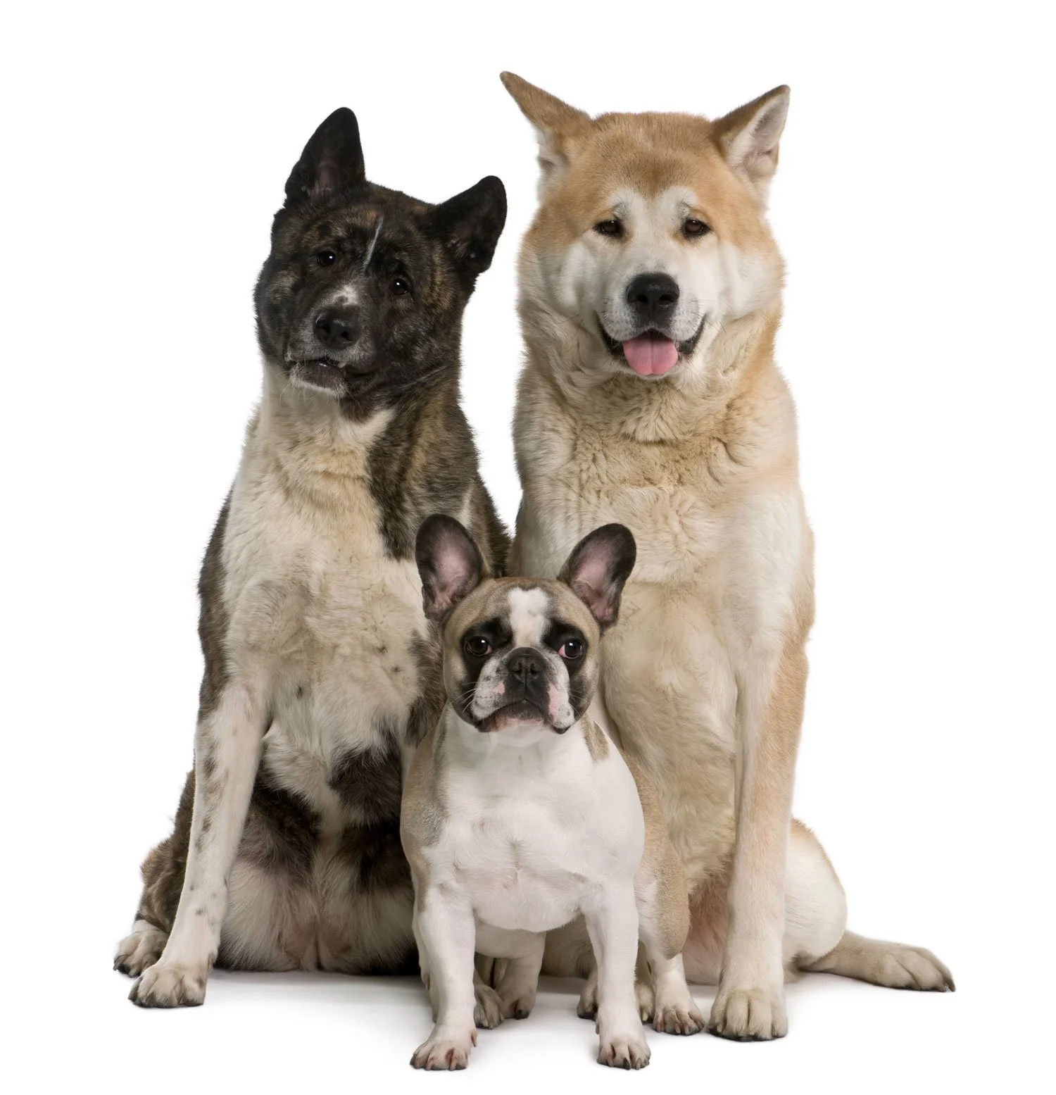 dogs who shed sitting in Leander Texas