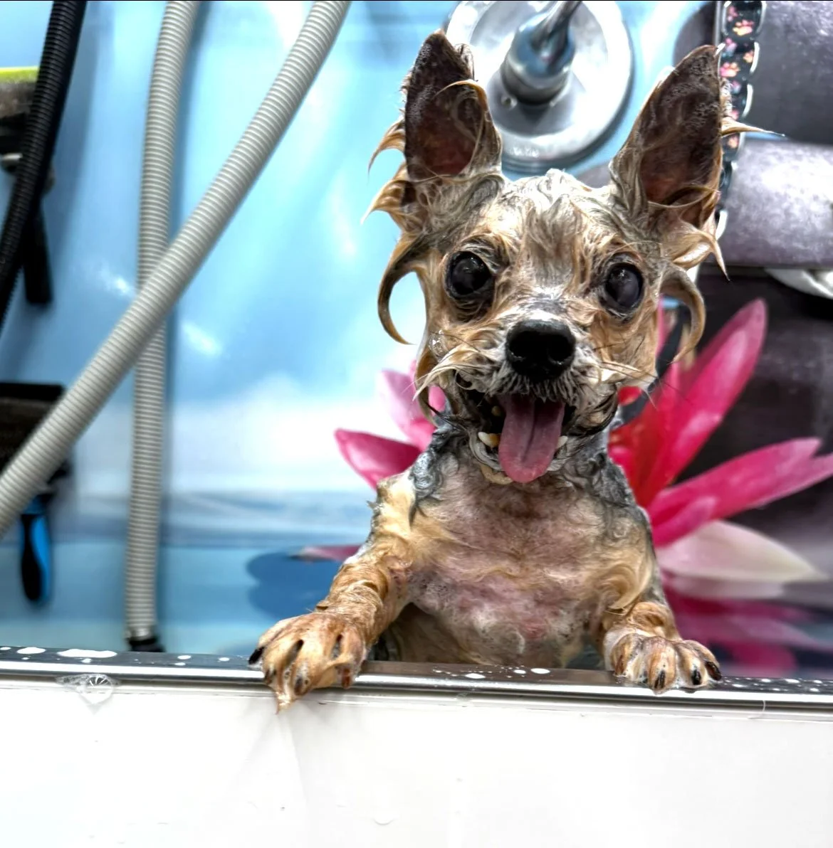 yorkie getting a bath in mobile salon