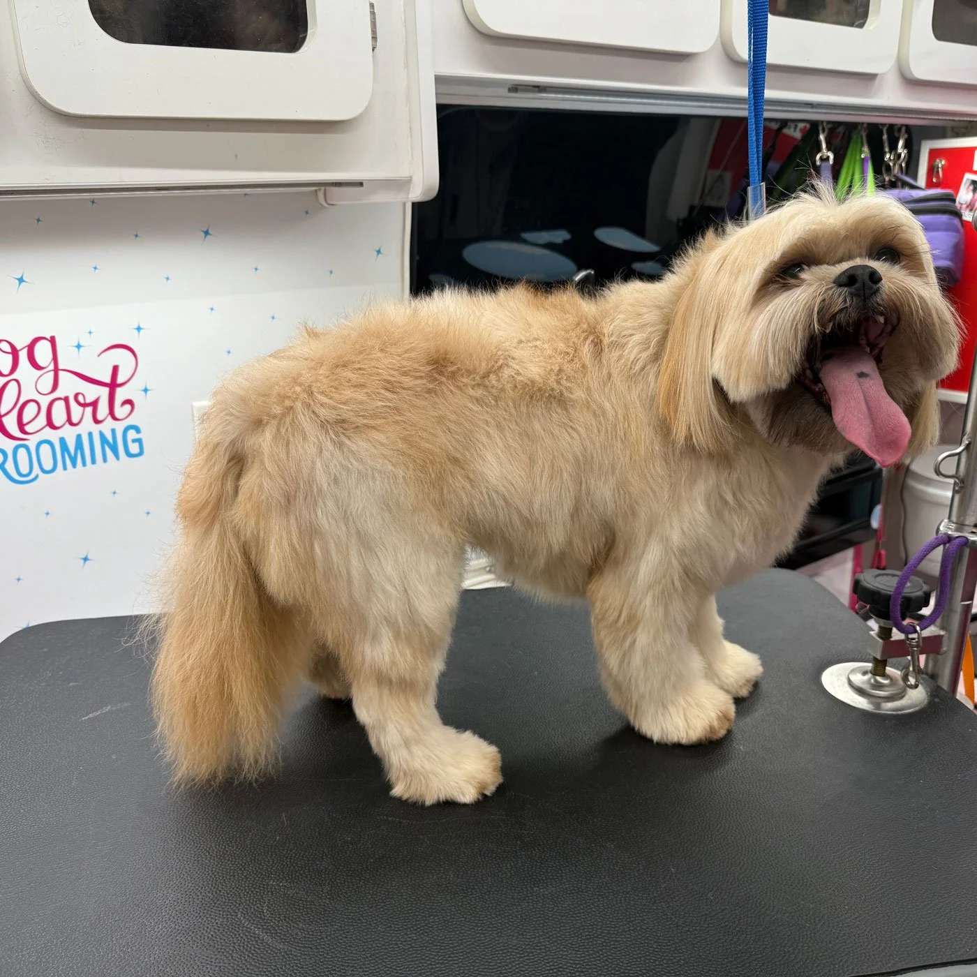 A gold shi tzu mix on table before mobile groom